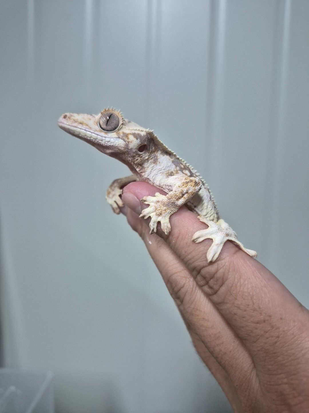 scaled_34034.jpg