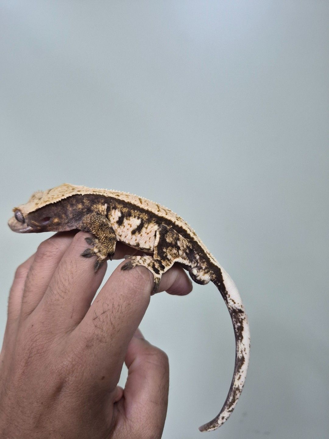scaled_36798.jpg