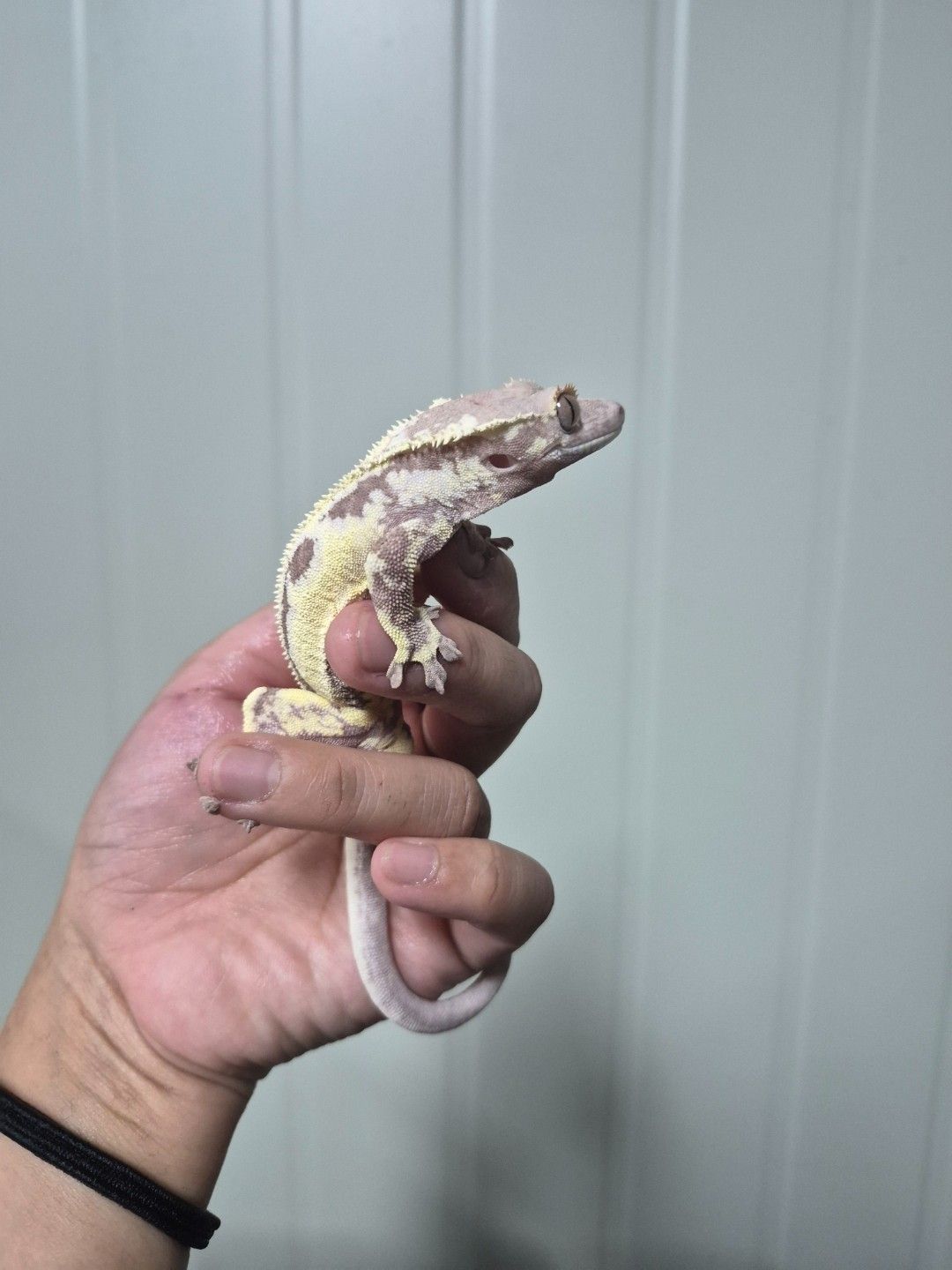 scaled_34011.jpg