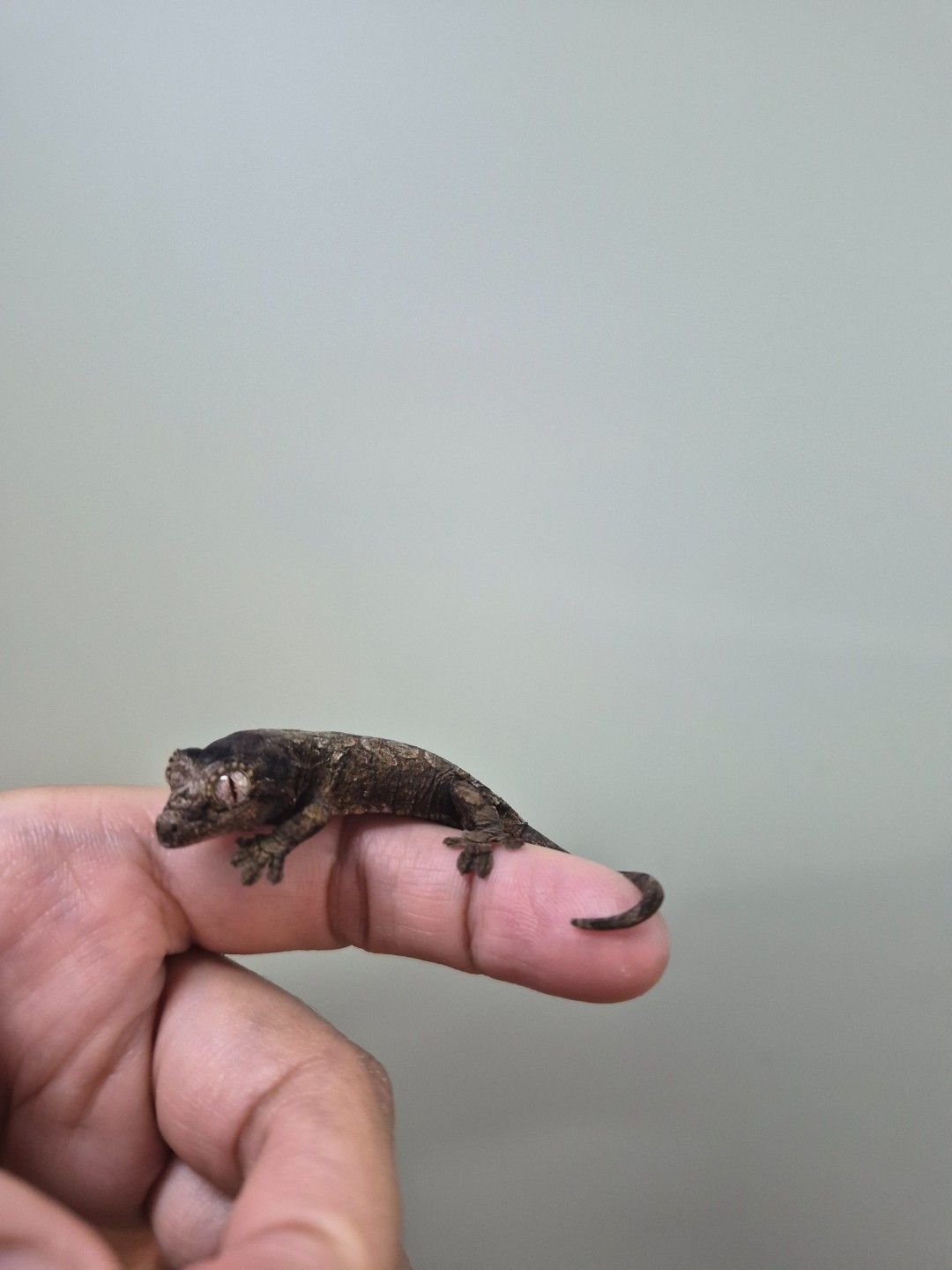 scaled_34265.jpg