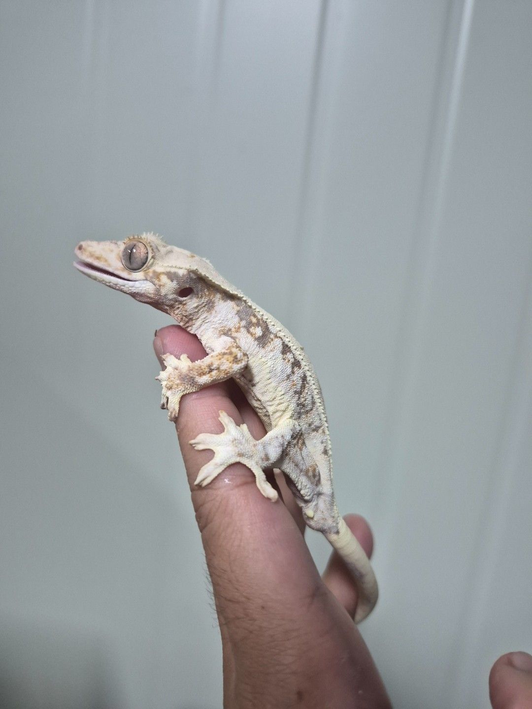 scaled_34035.jpg