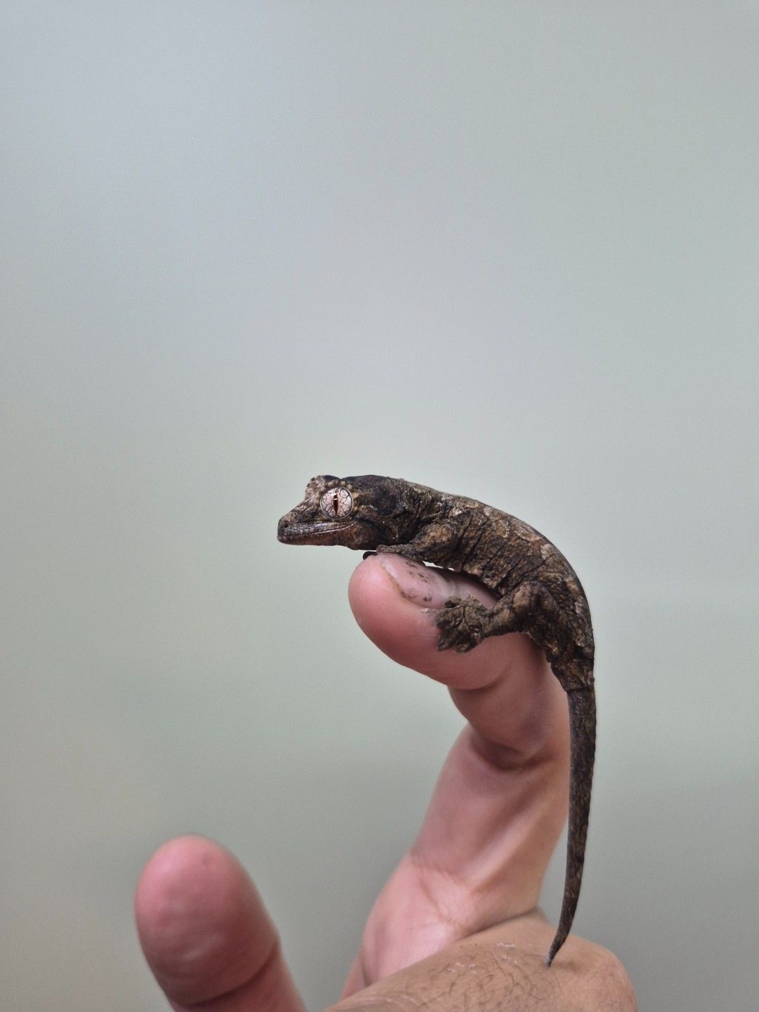 scaled_34263.jpg