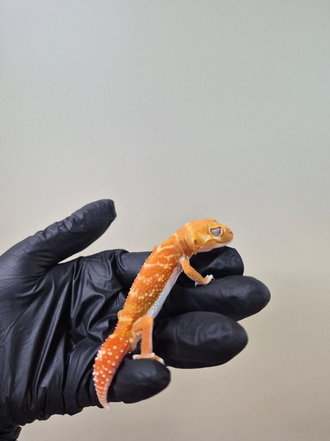 scaled_37906.jpg