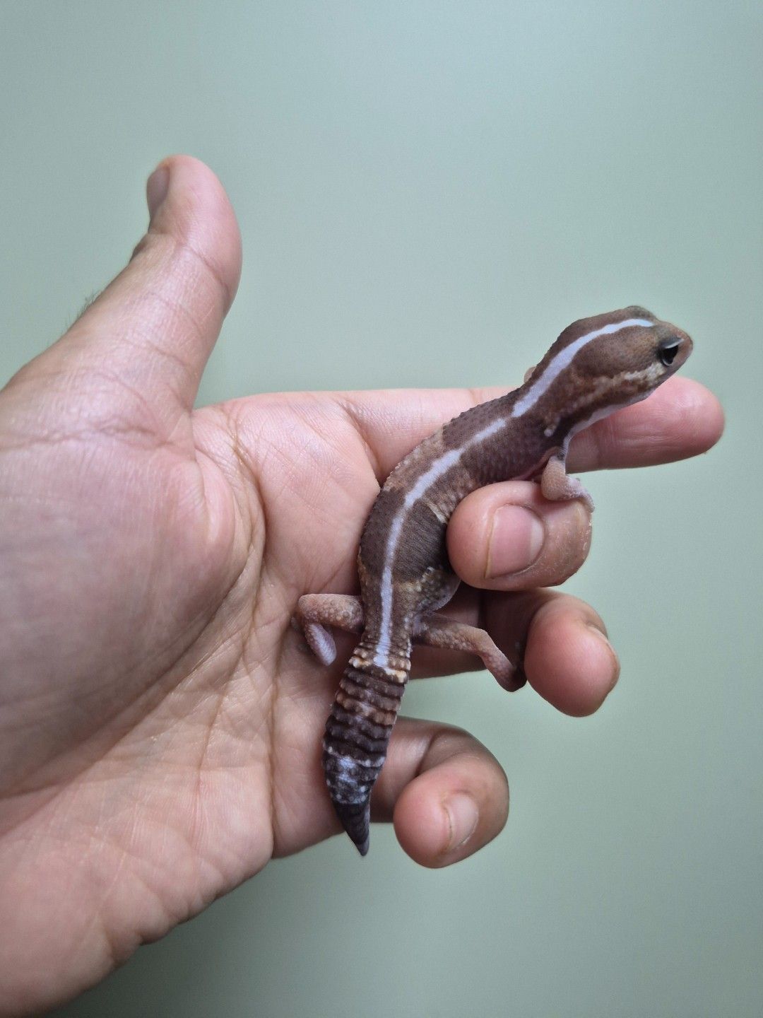 scaled_38779.jpg
