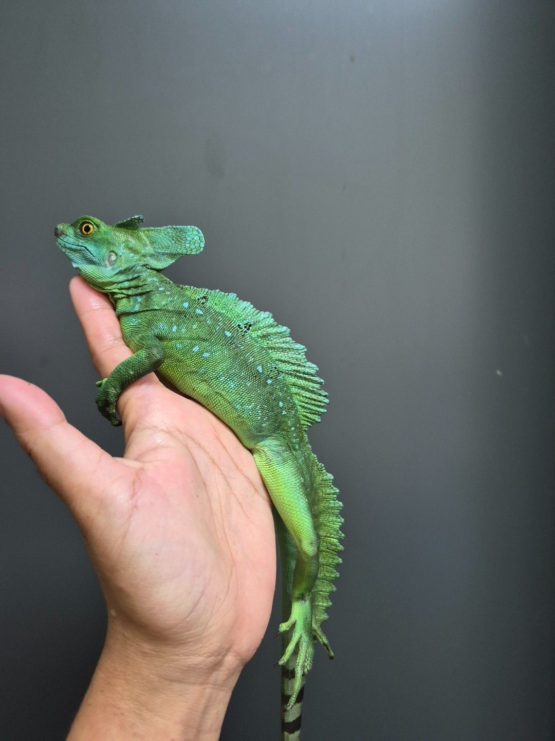 scaled_34462.jpg