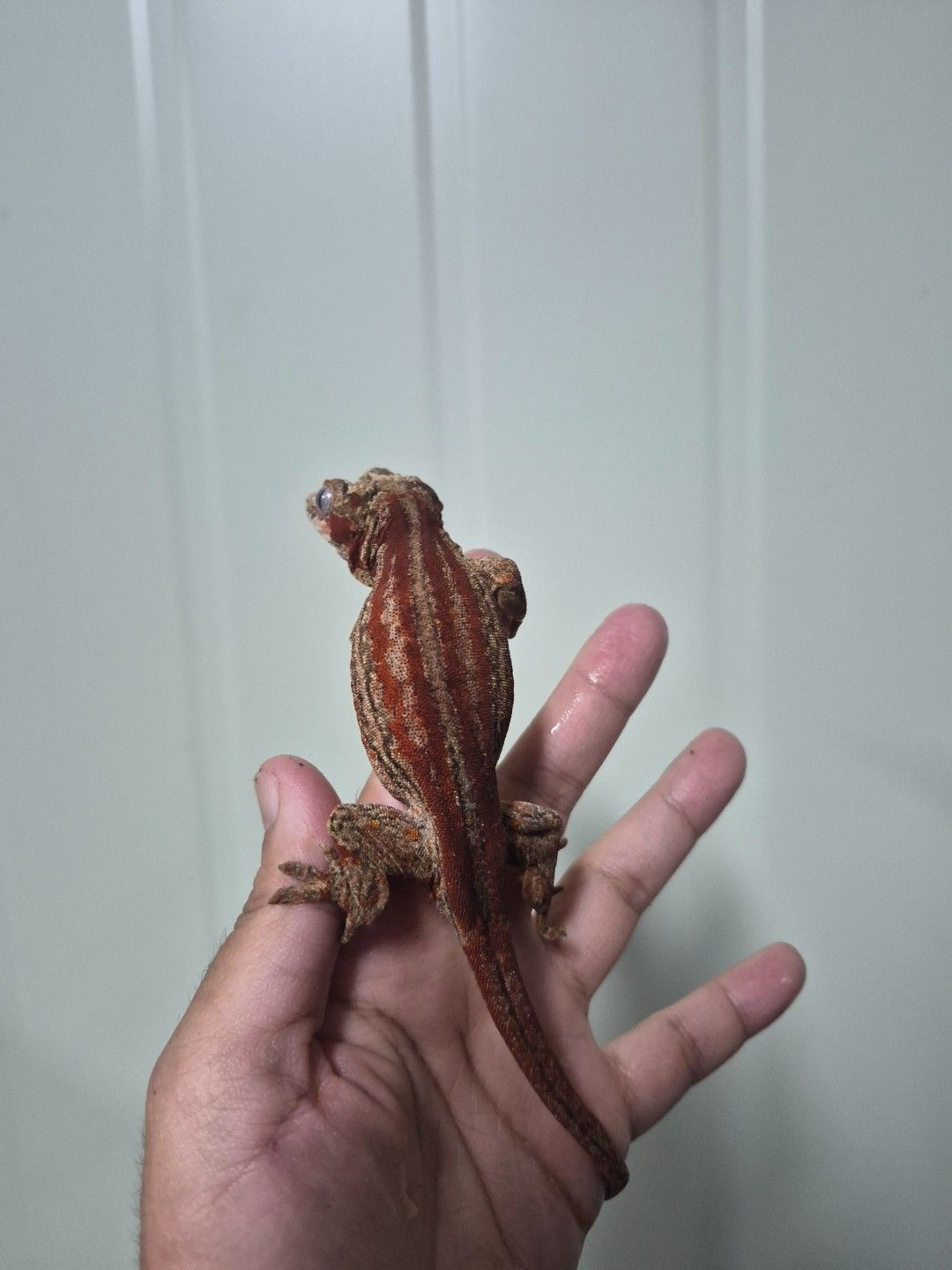 scaled_34065.jpg