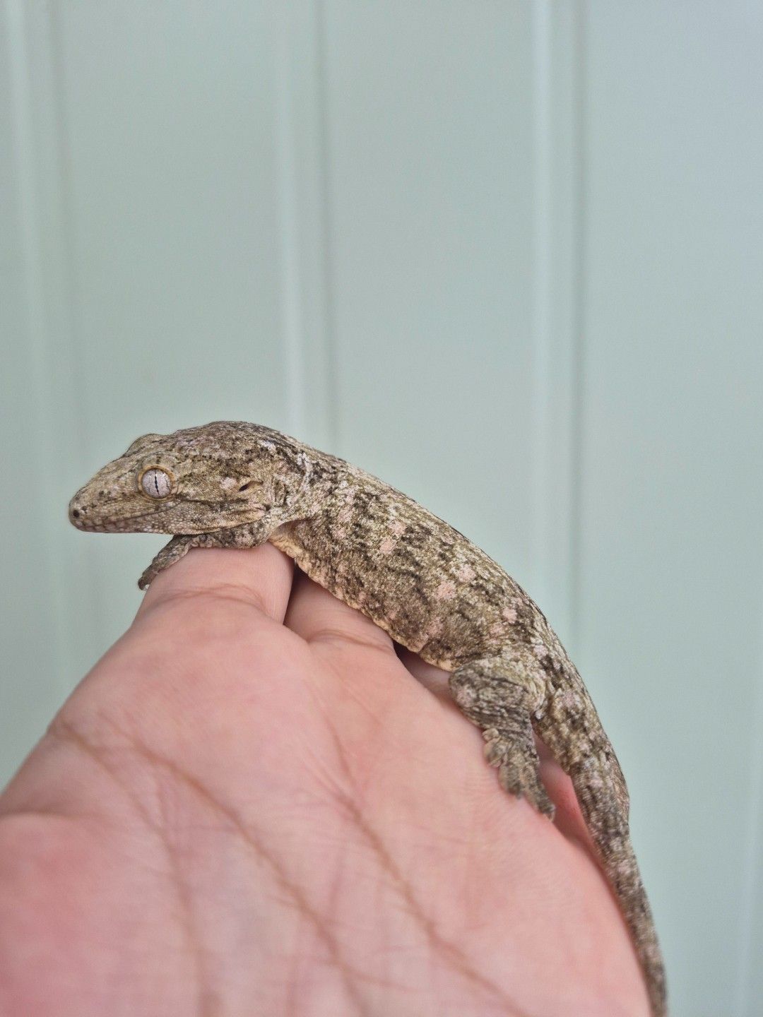 scaled_36744.jpg