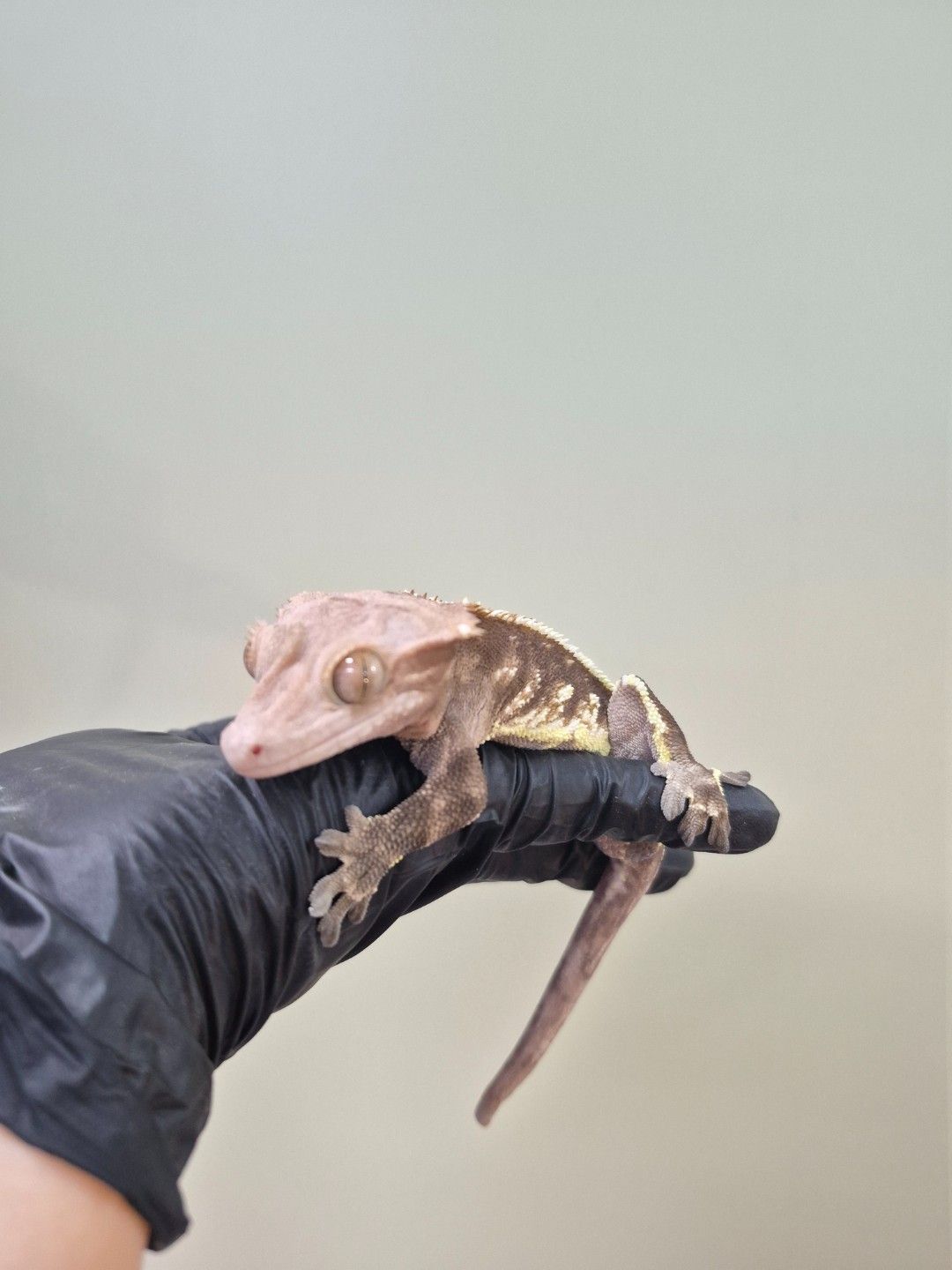 scaled_37918.jpg