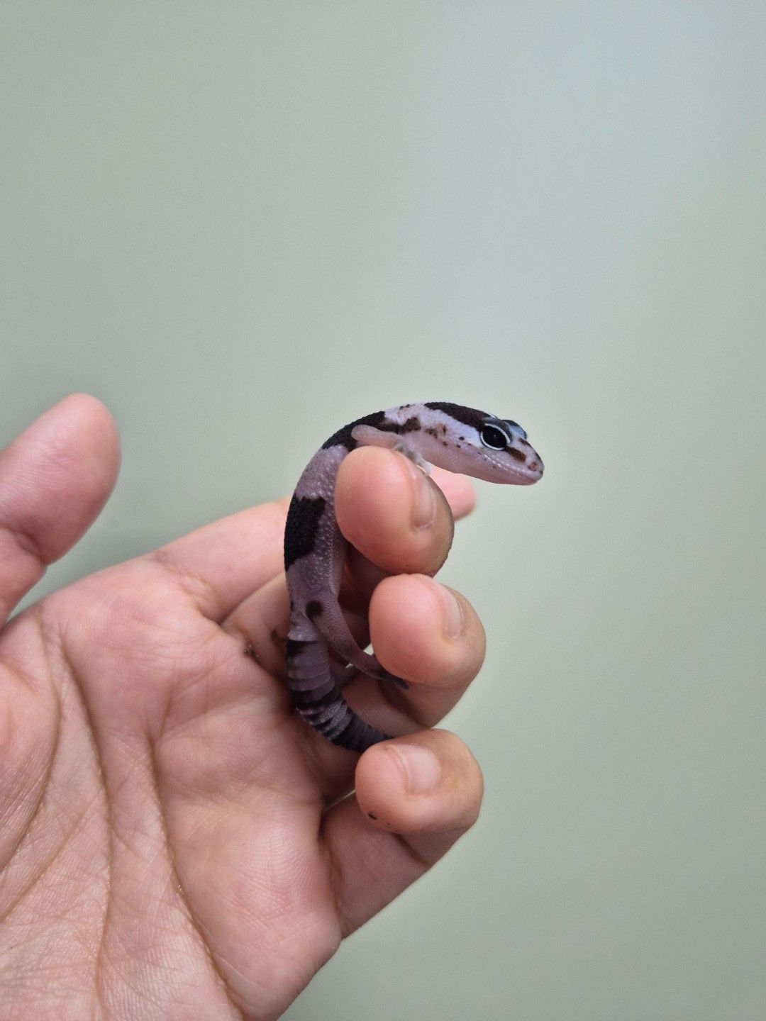 scaled_38970.jpg
