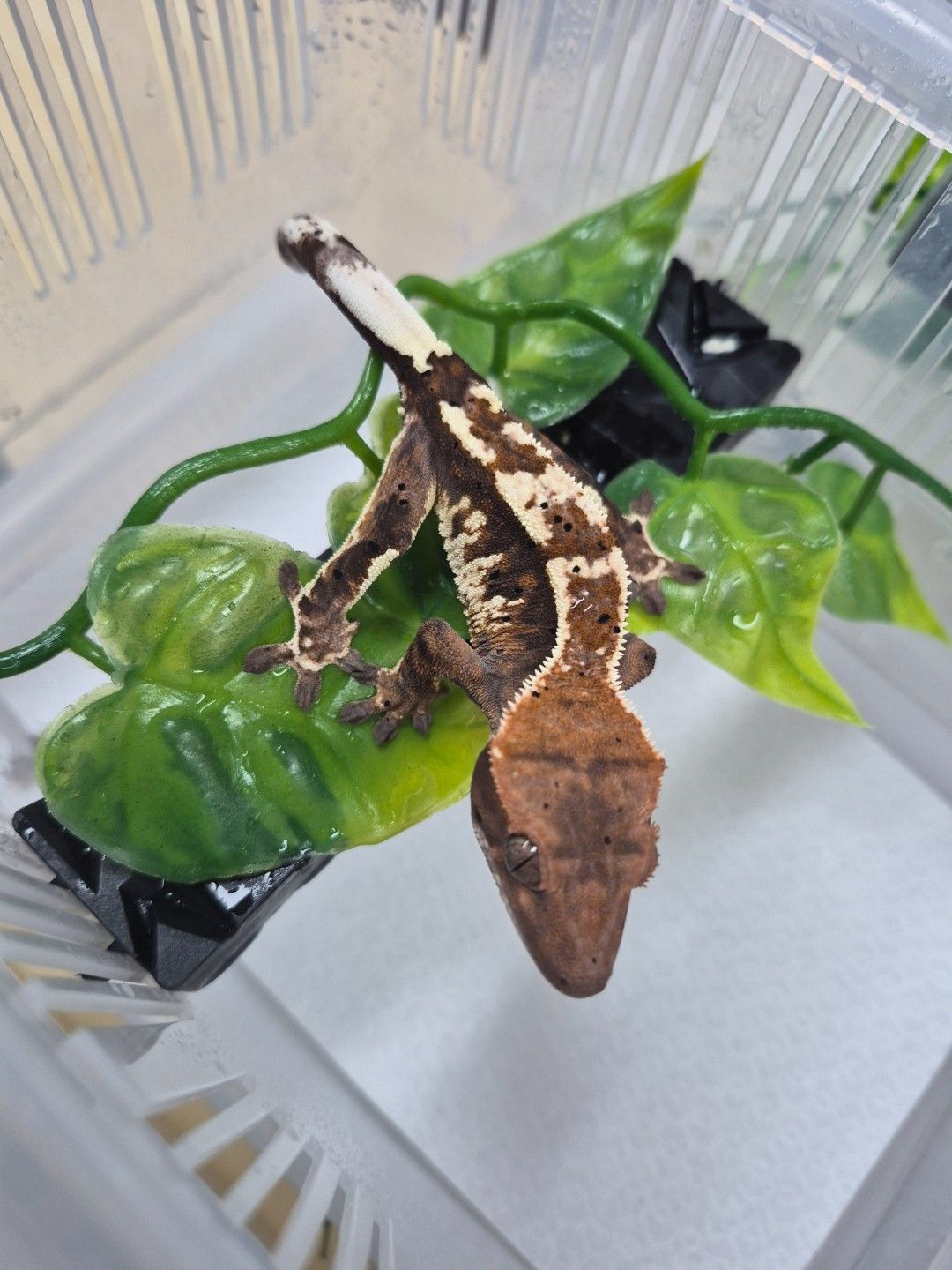 scaled_38671.jpg