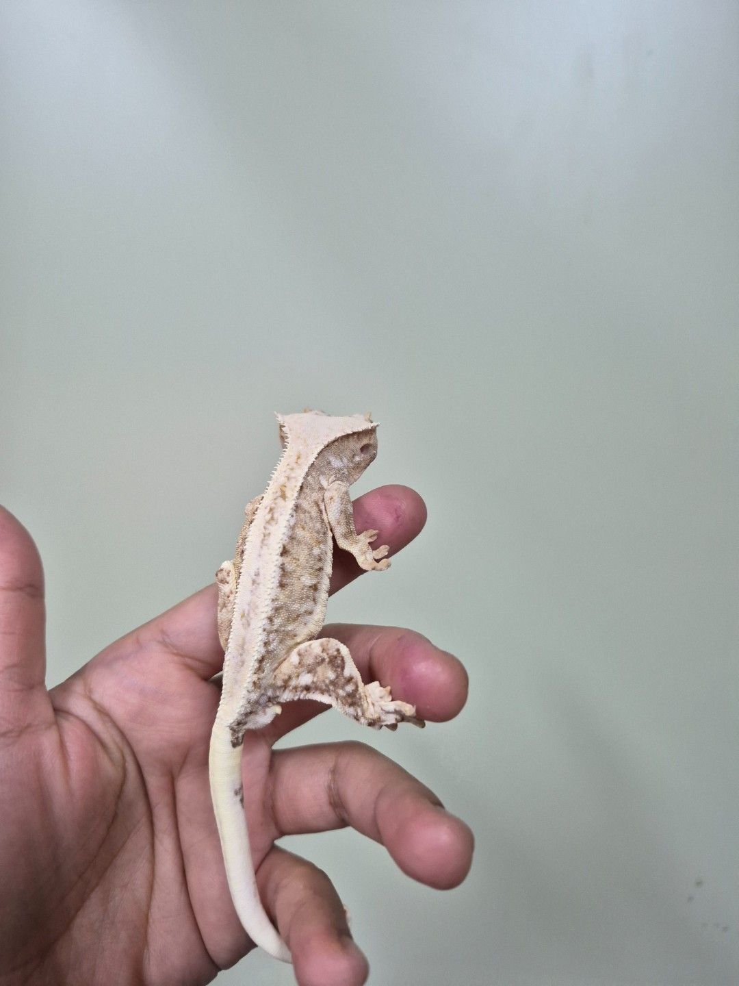 scaled_36810.jpg