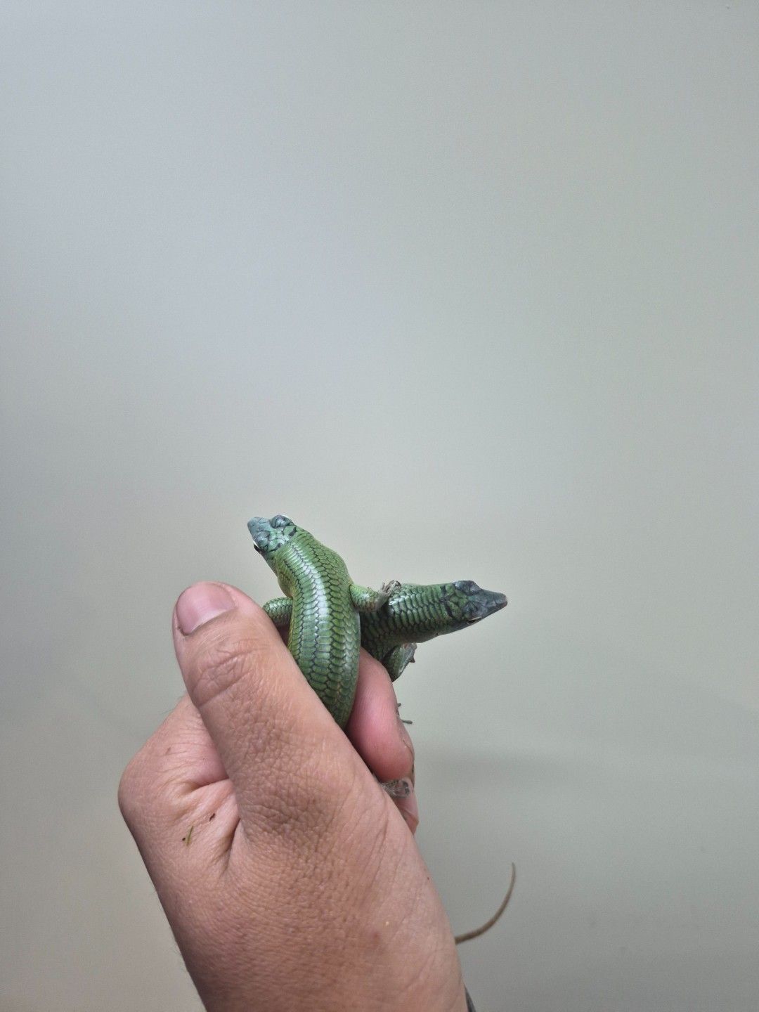 scaled_34518.jpg