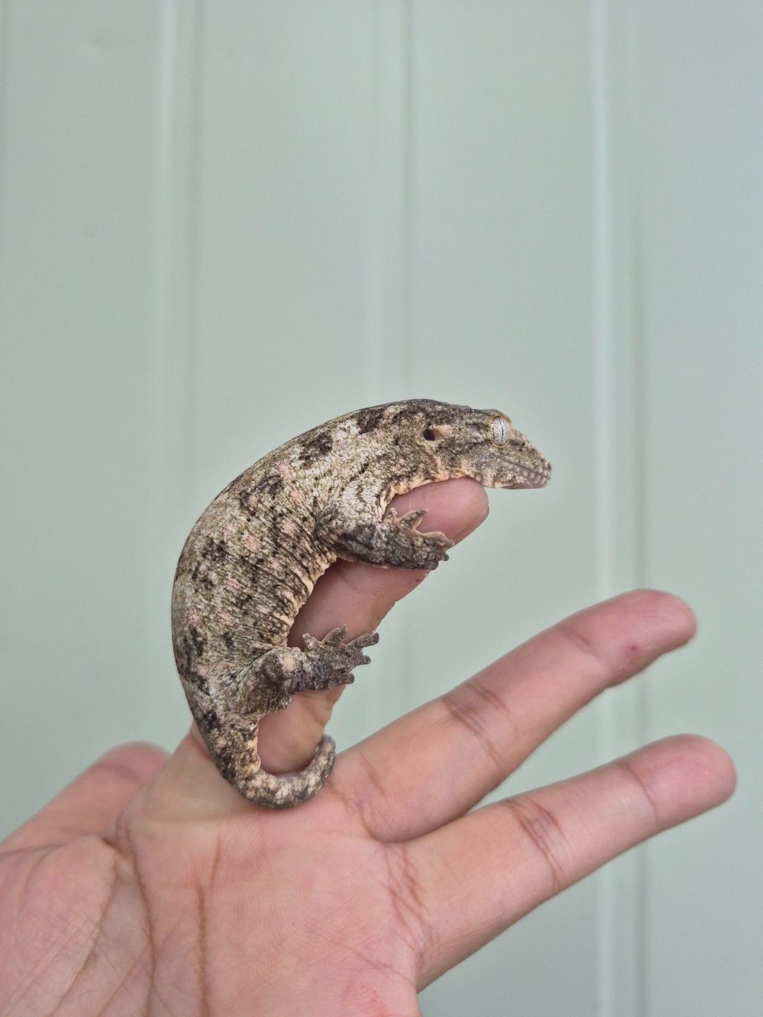 scaled_36754.jpg