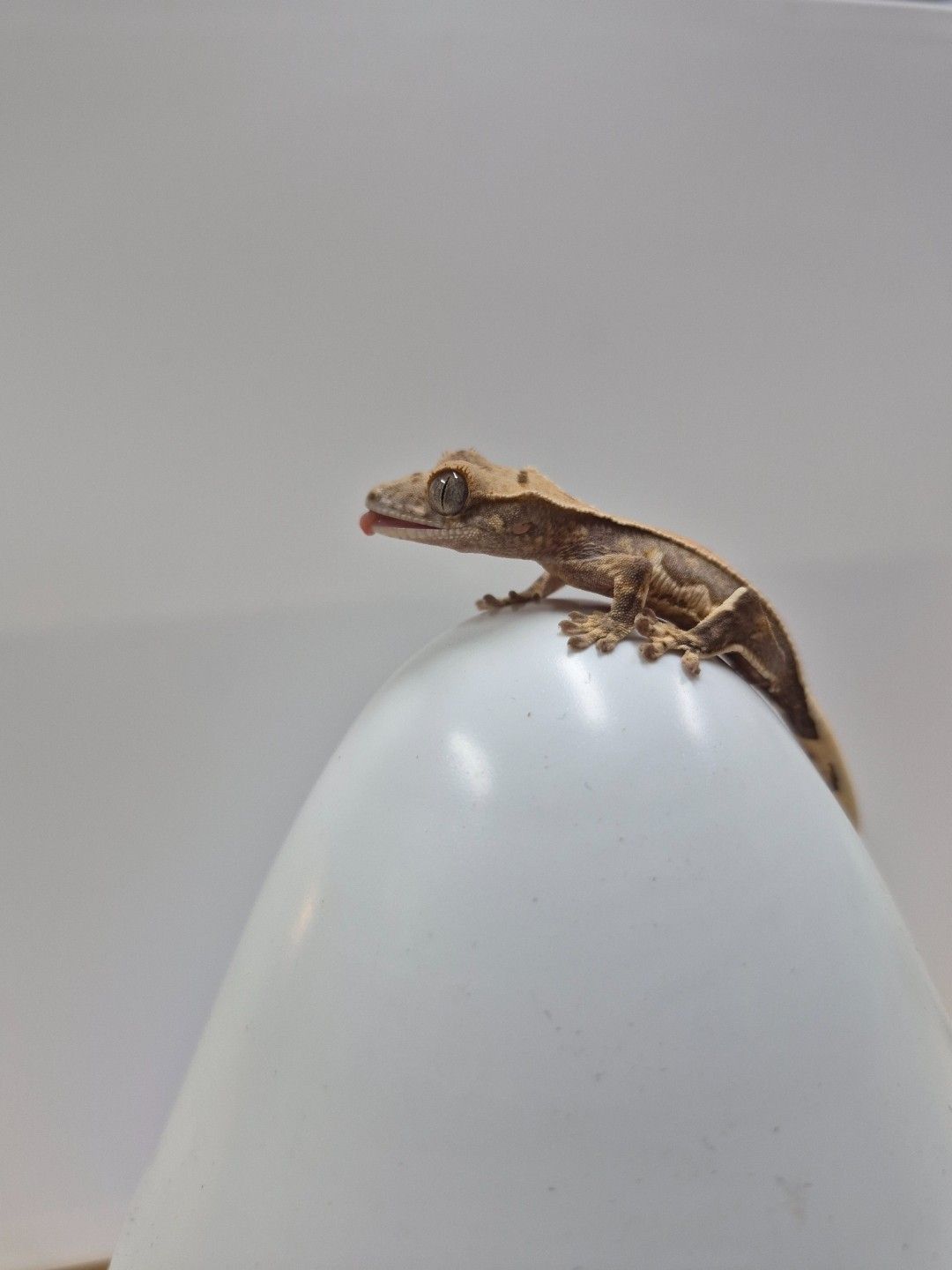 scaled_37703.jpg