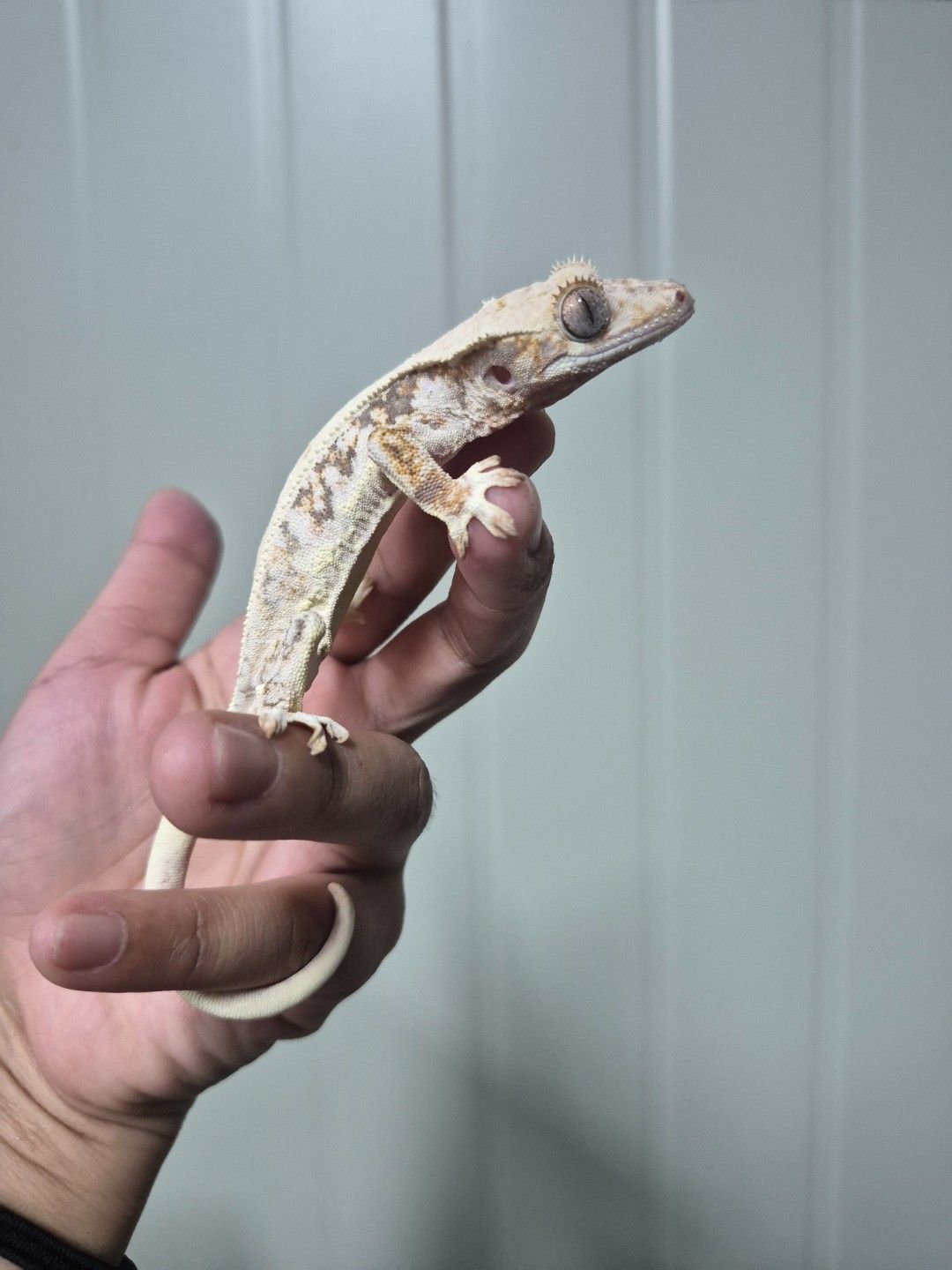 scaled_34033.jpg