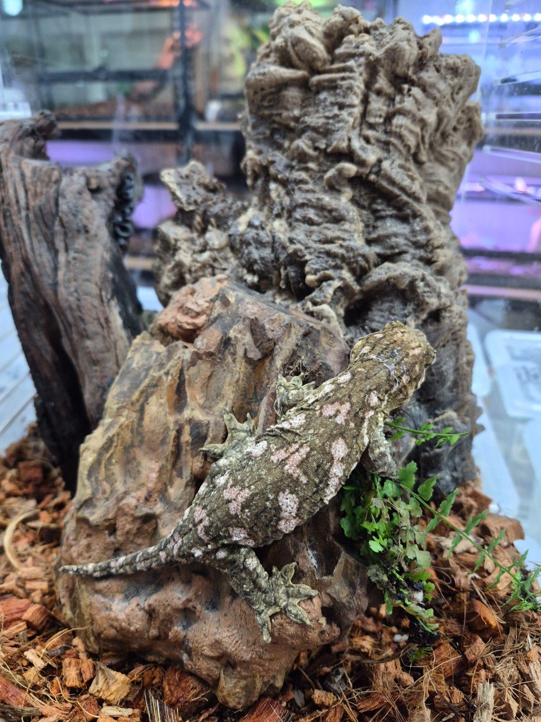 scaled_33682.jpg