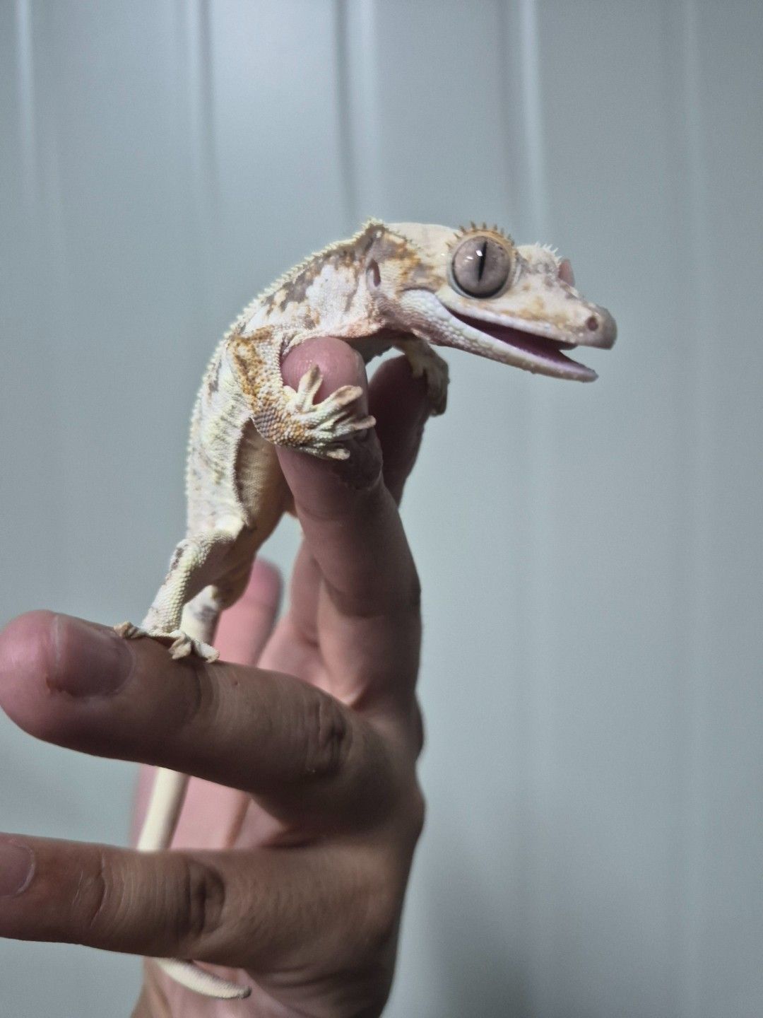 scaled_34039.jpg