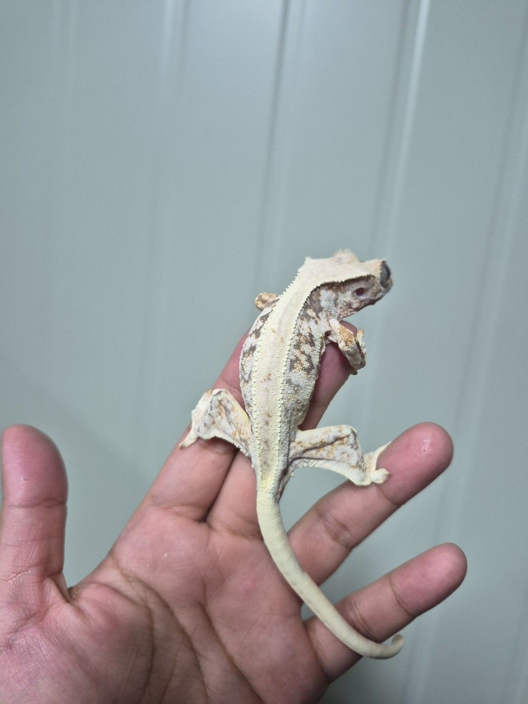 scaled_34036.jpg