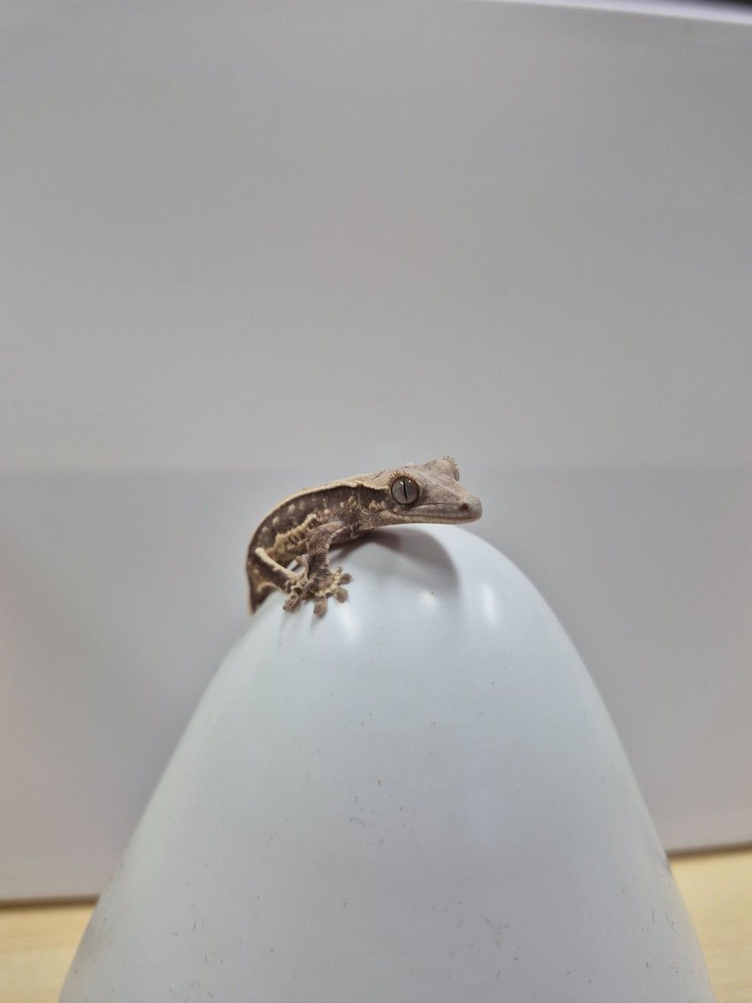 scaled_37695.jpg