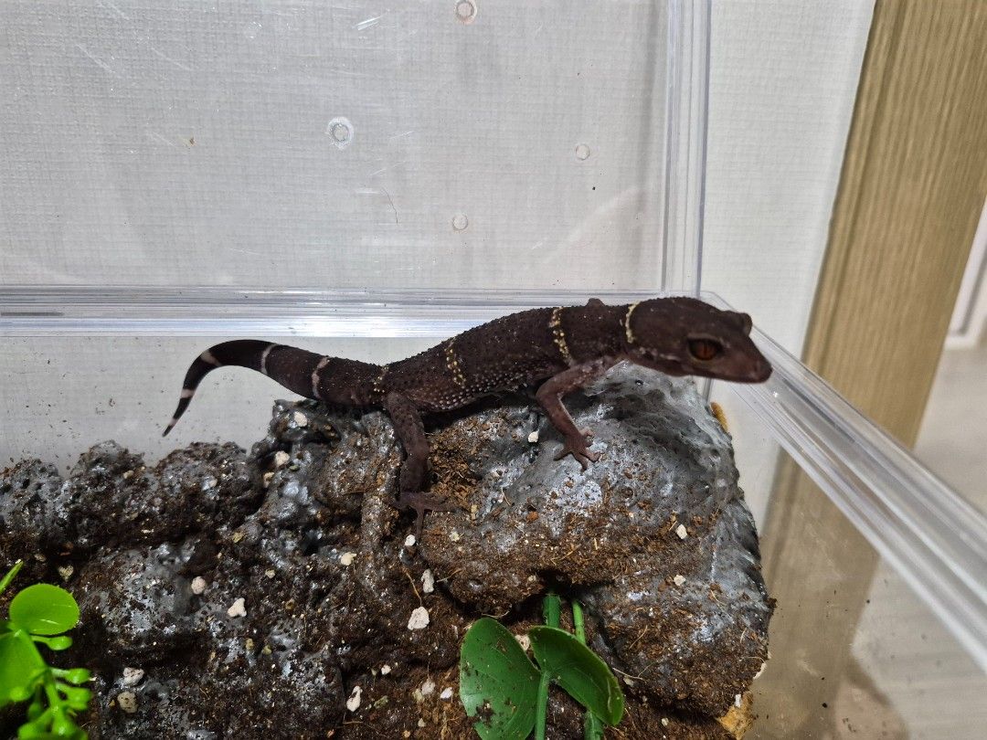 scaled_32027.jpg