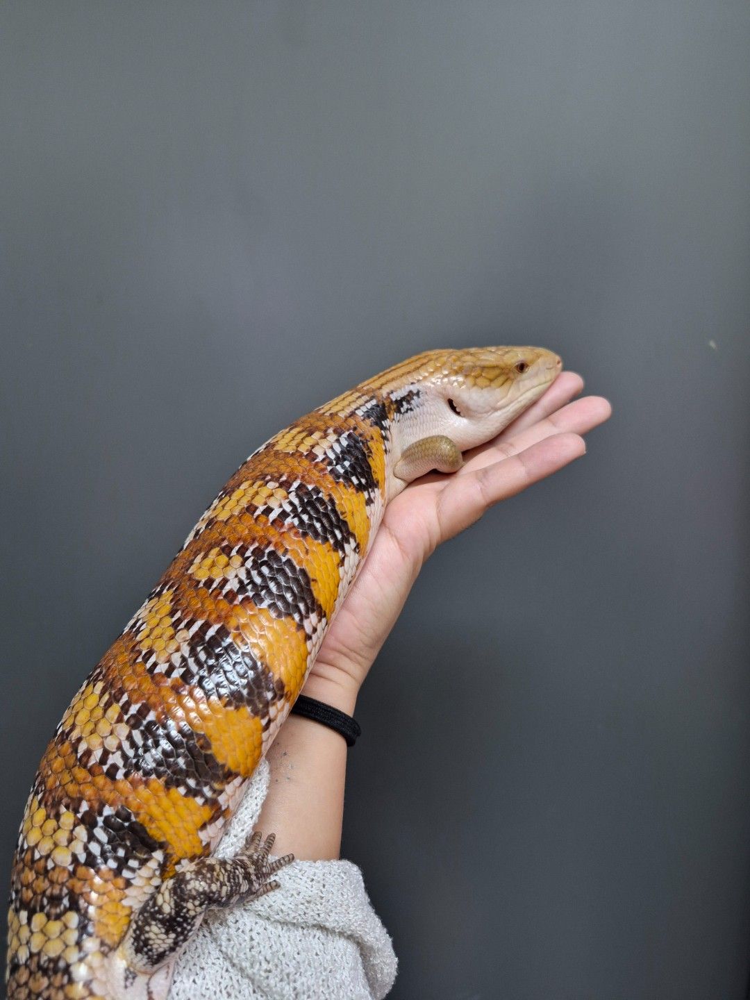 scaled_32079.jpg