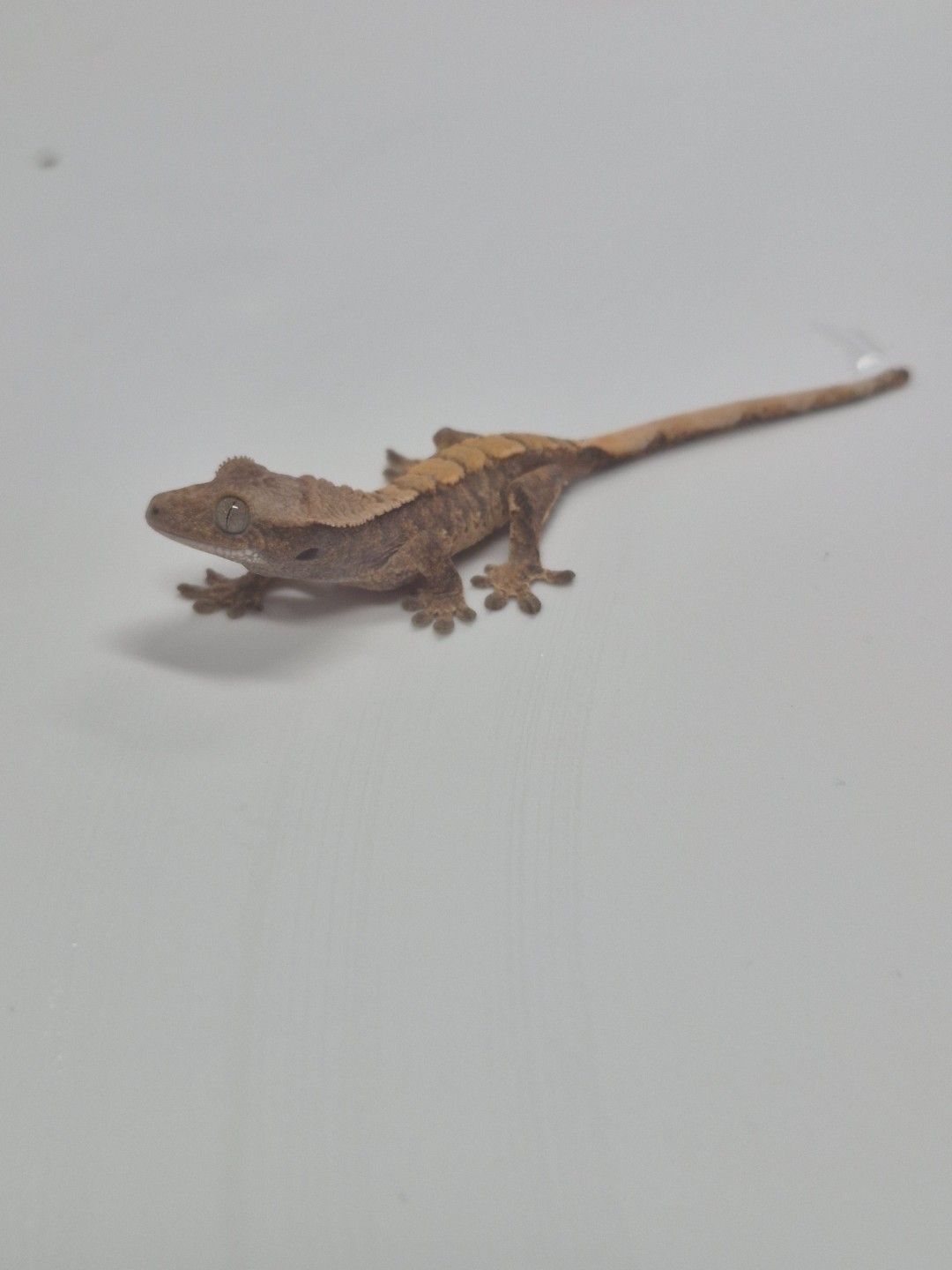 scaled_38877.jpg