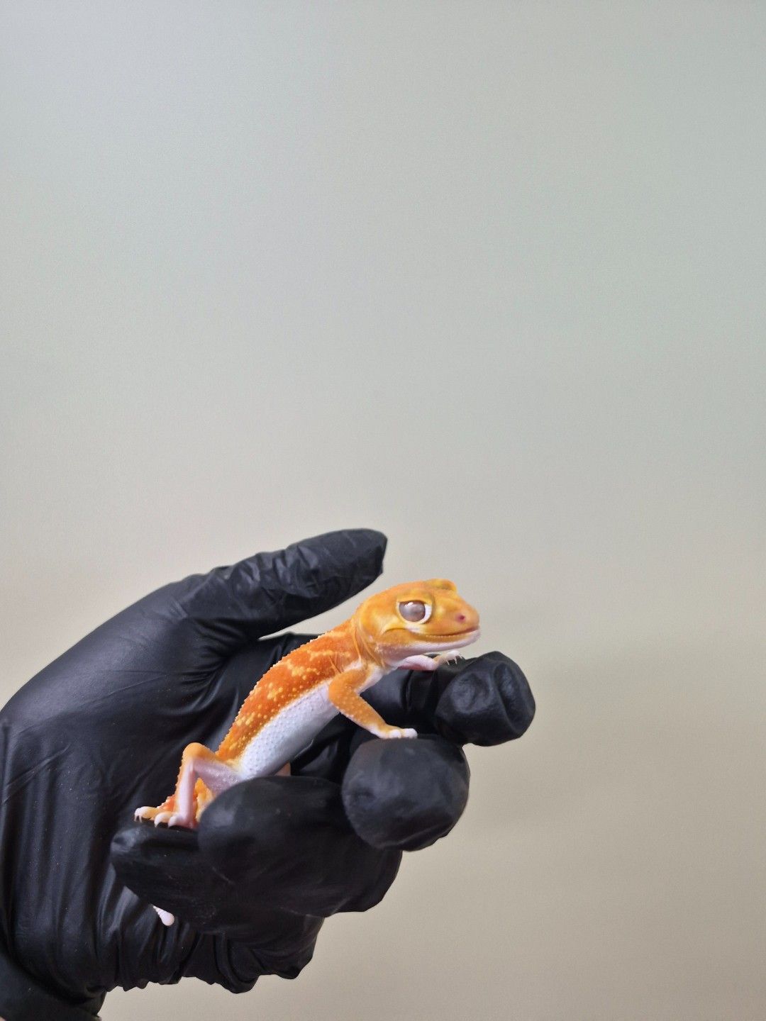 scaled_37905.jpg