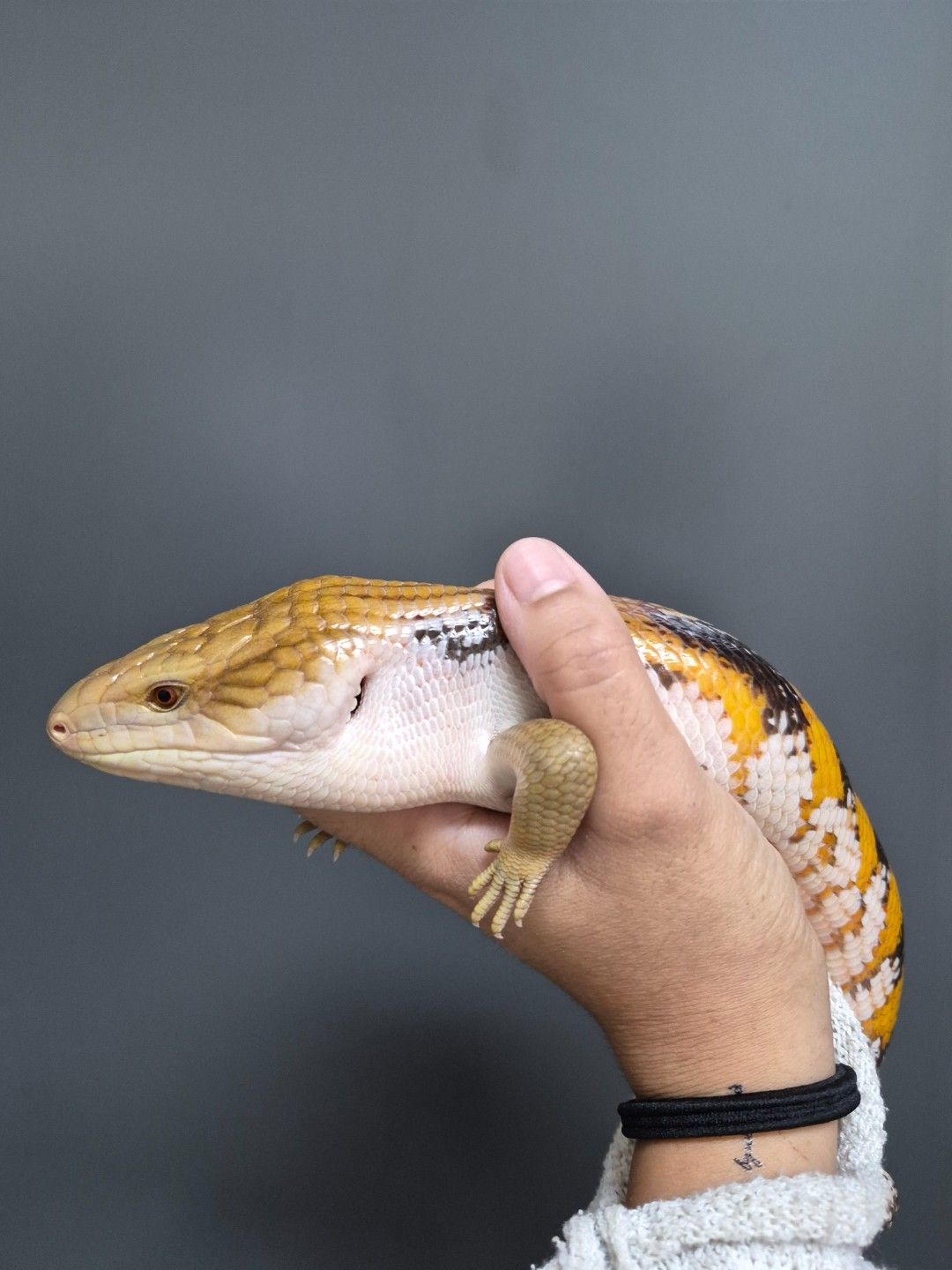 scaled_32077.jpg