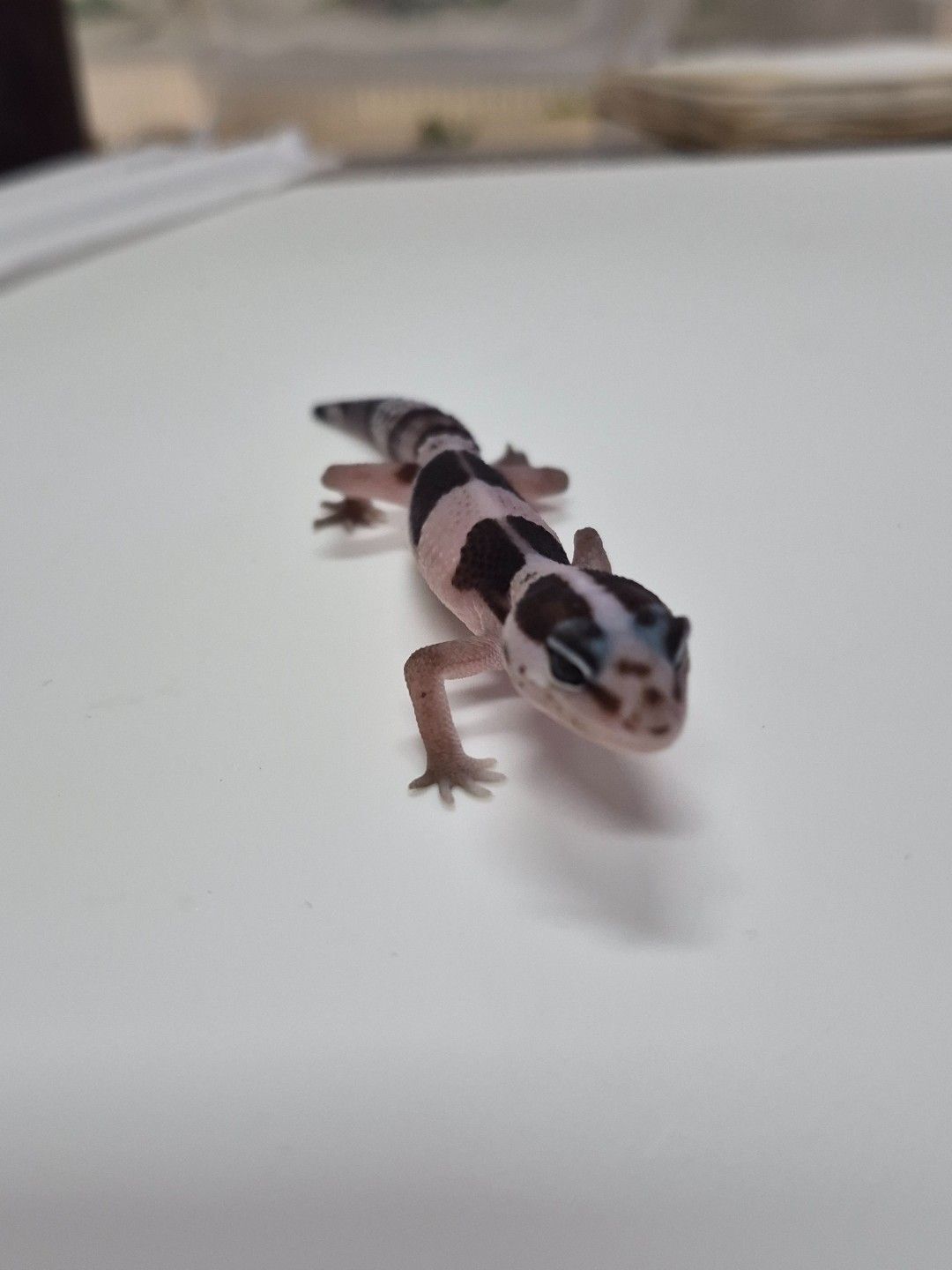 scaled_38972.jpg
