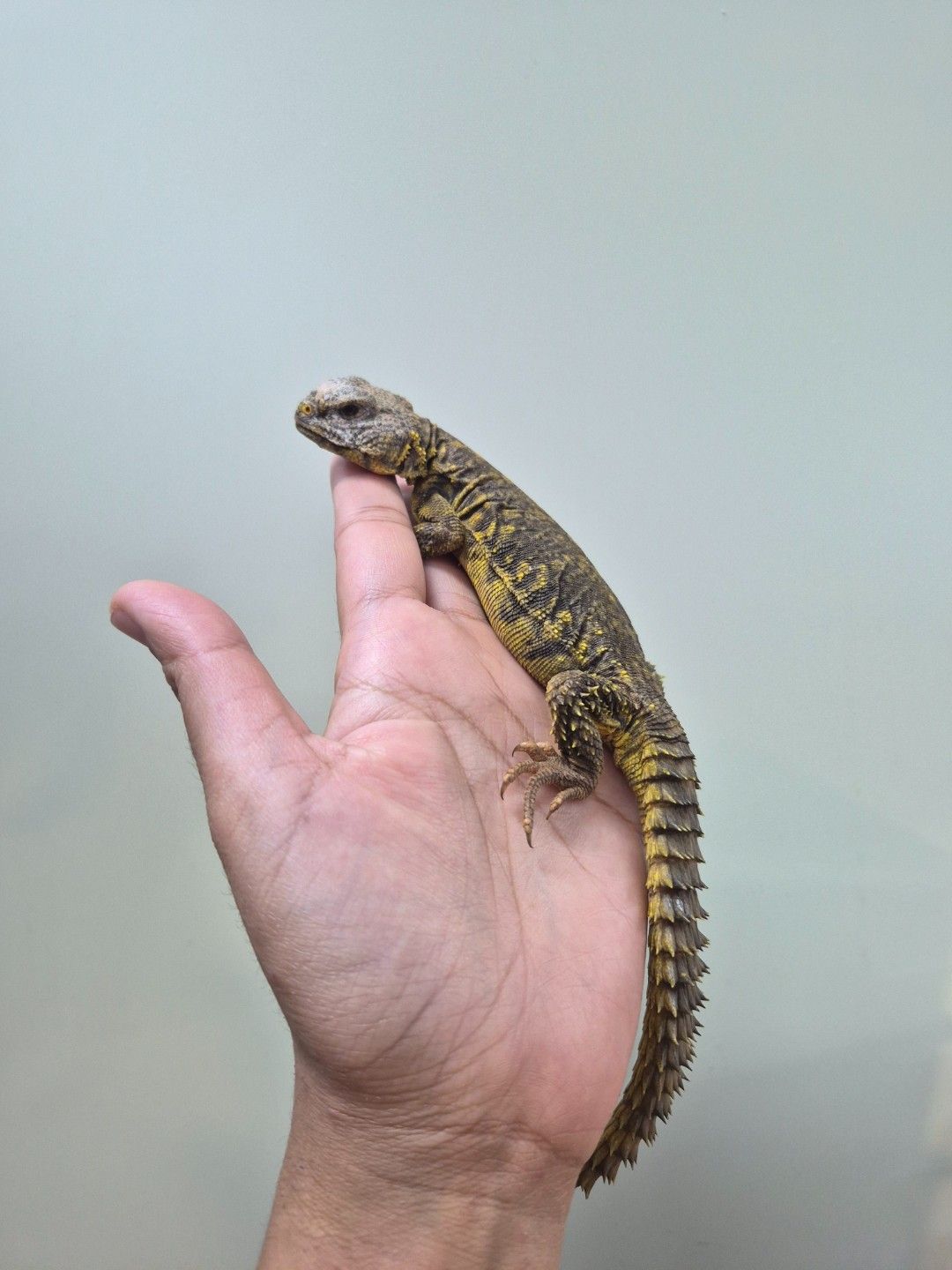 scaled_34278.jpg