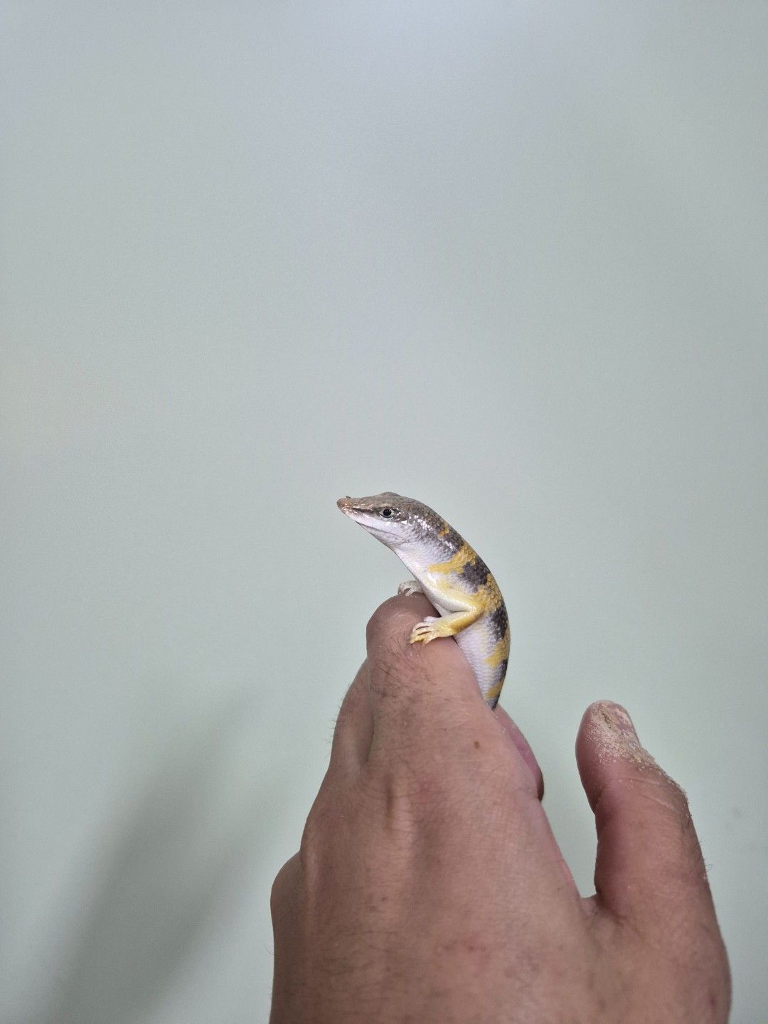 scaled_36833.jpg