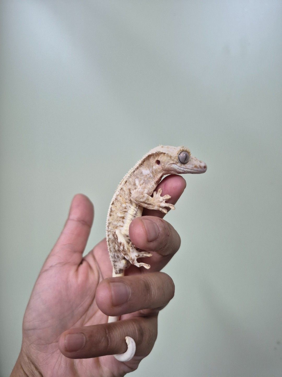 scaled_36809.jpg