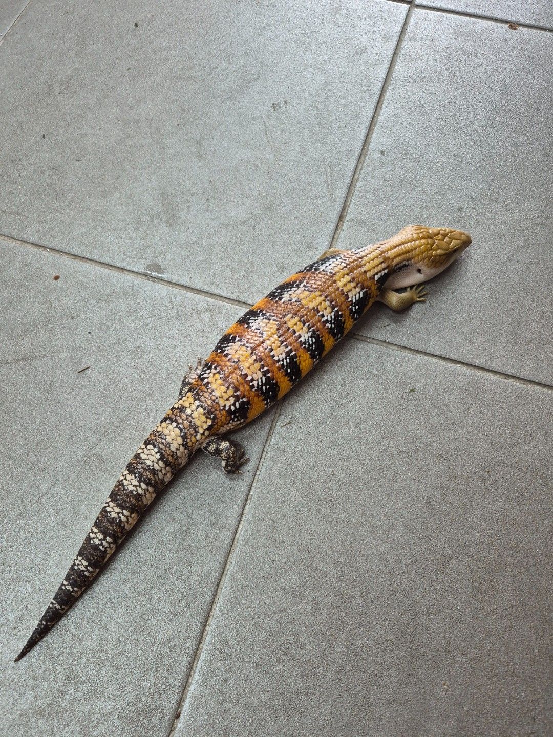 scaled_32083.jpg