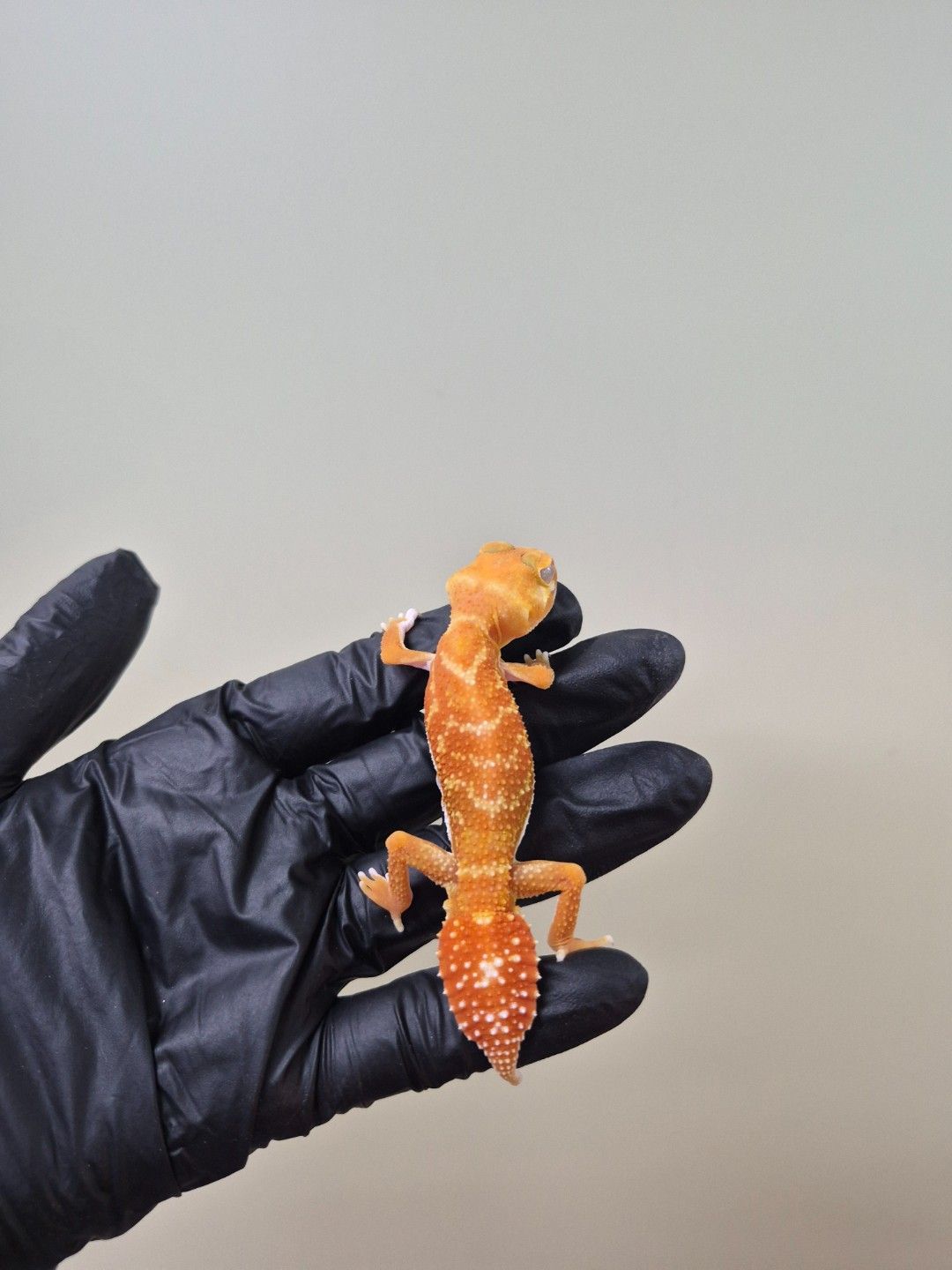 scaled_37907.jpg