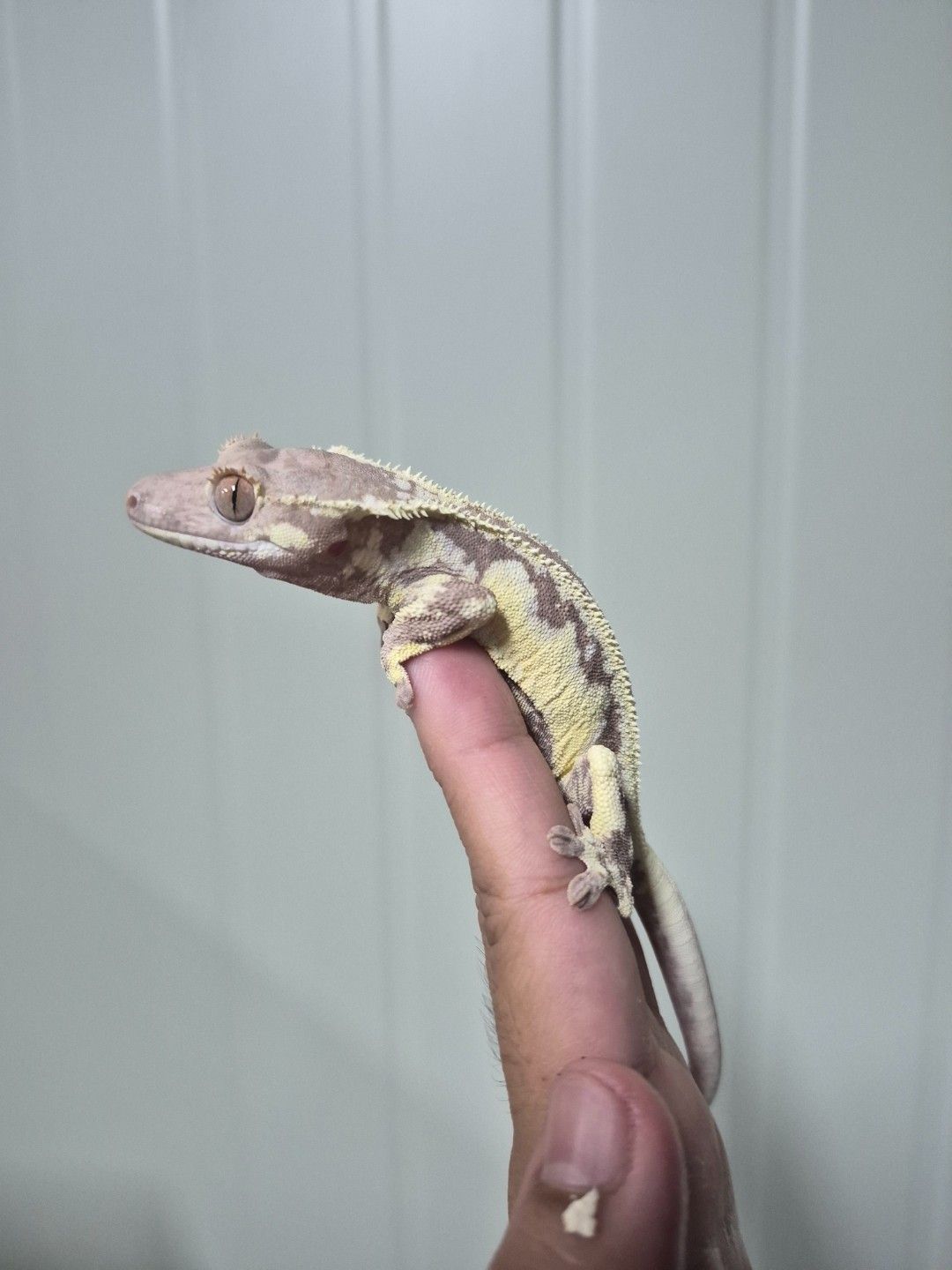 scaled_34008.jpg