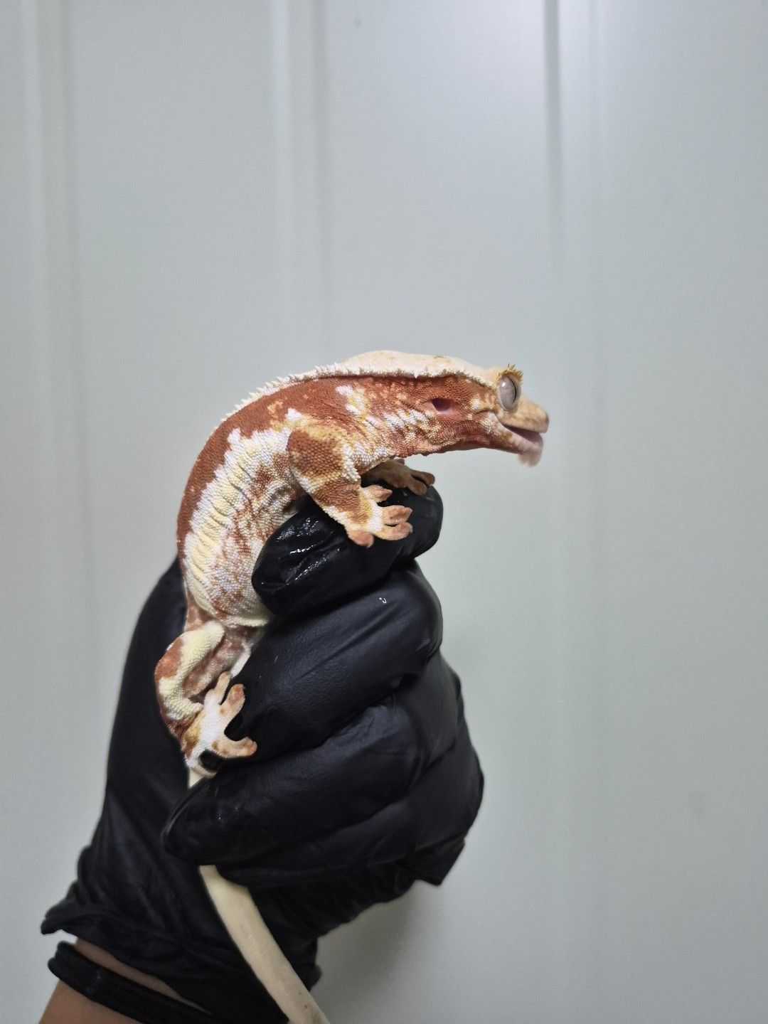 scaled_32209.jpg