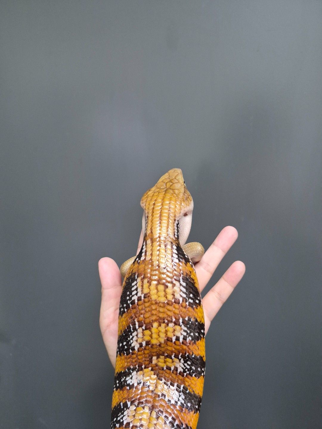 scaled_32081.jpg