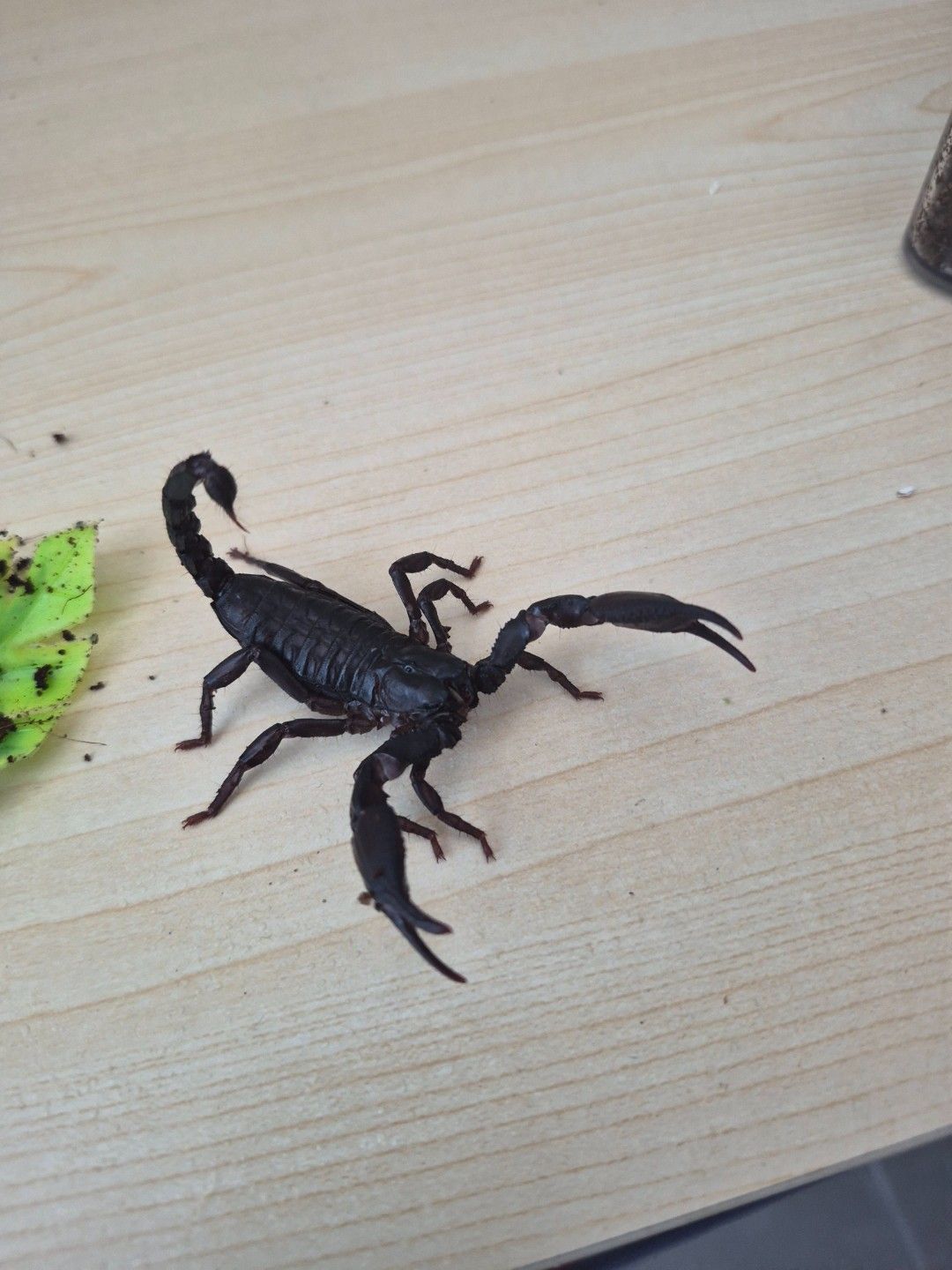 scaled_34855.jpg