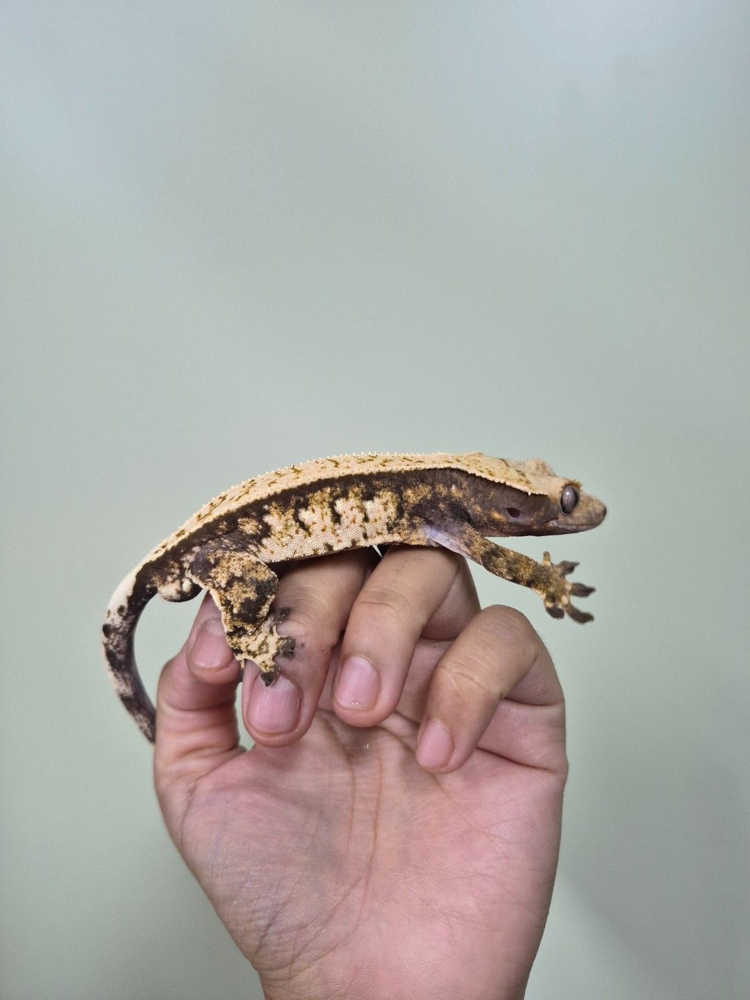 scaled_36800.jpg