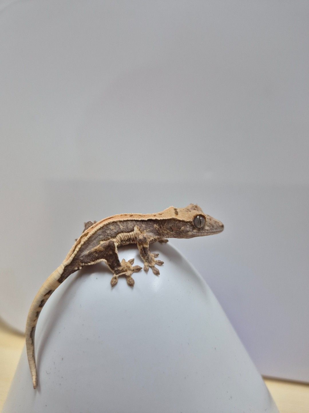 scaled_37700.jpg