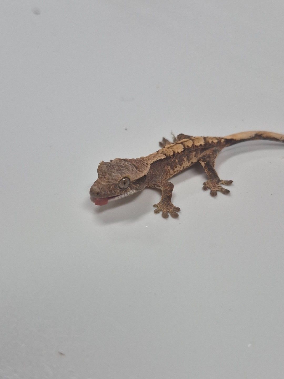 scaled_38874.jpg