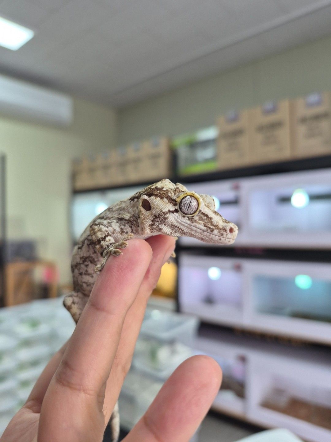 scaled_34619.jpg
