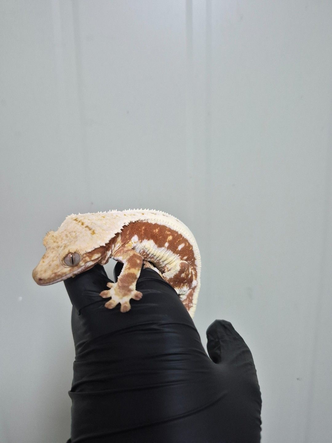 scaled_32210.jpg