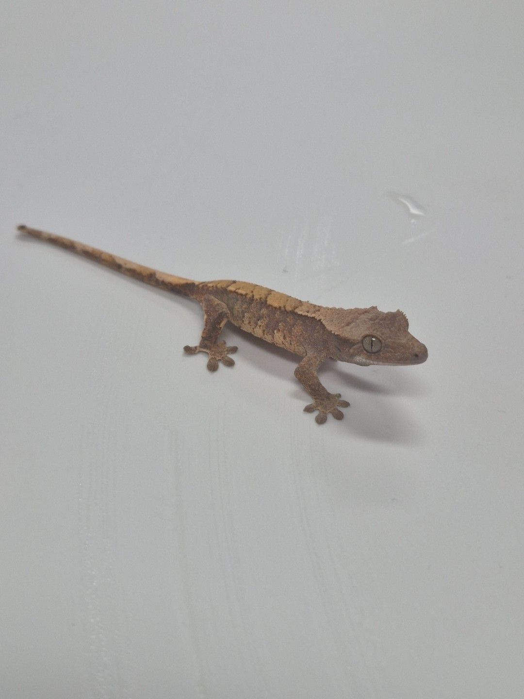scaled_38878.jpg