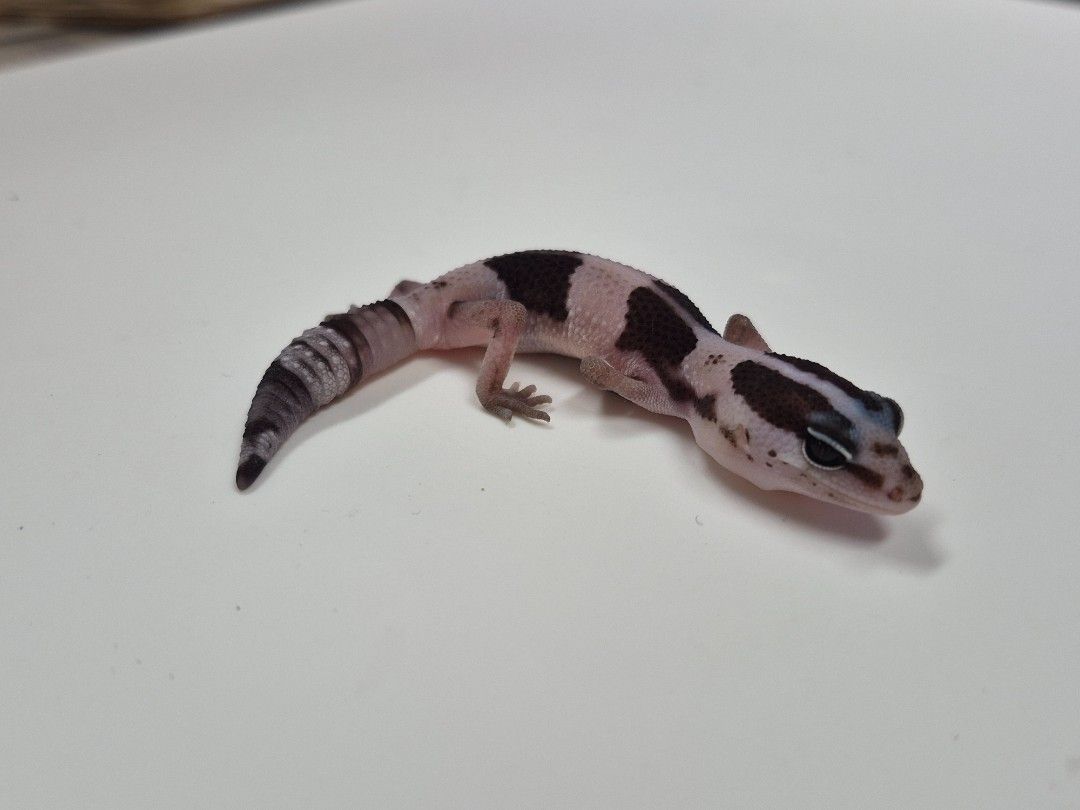scaled_38973.jpg