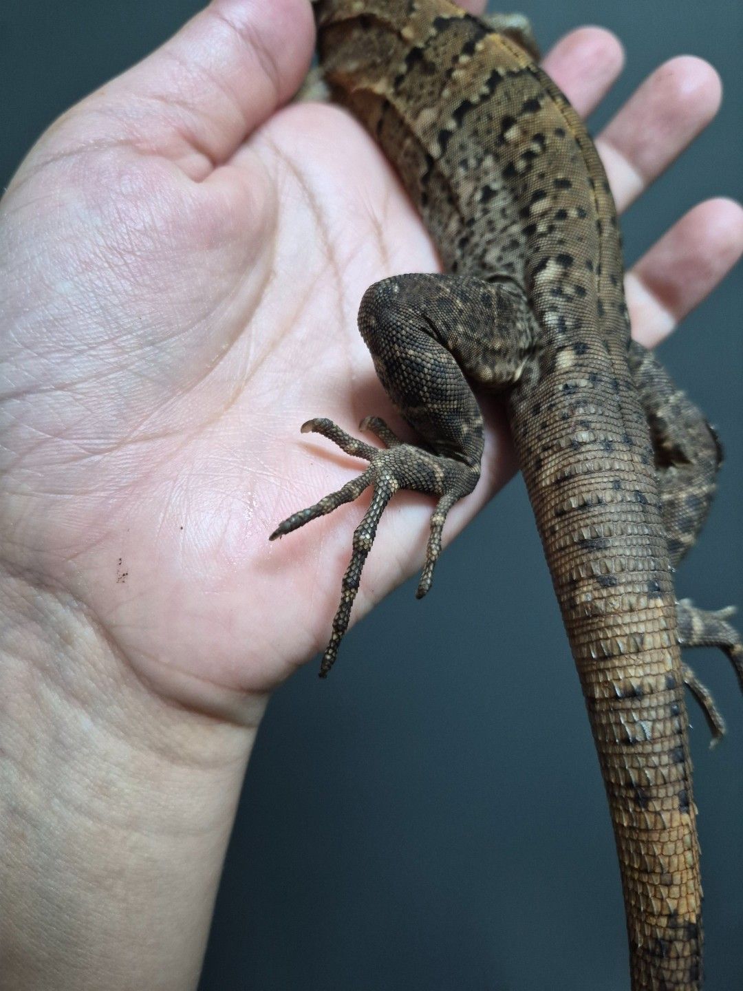 scaled_32968.jpg