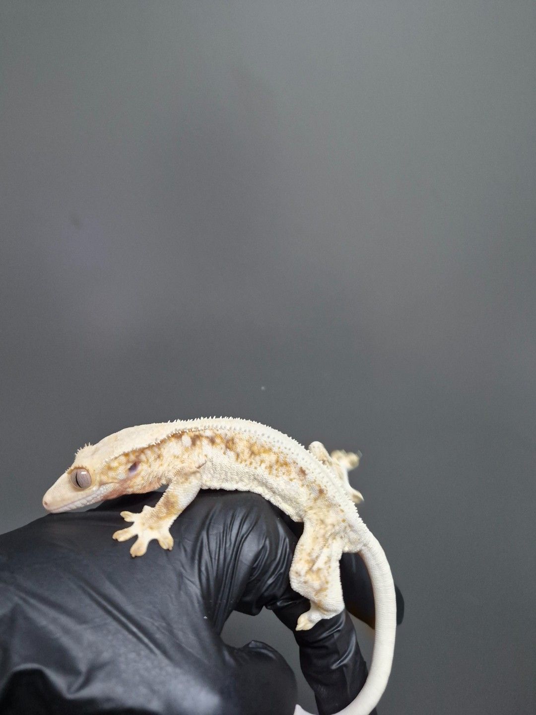 scaled_36792.jpg