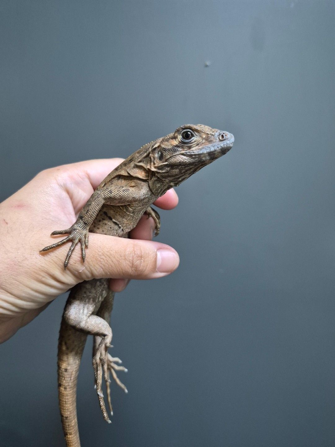 scaled_32961.jpg
