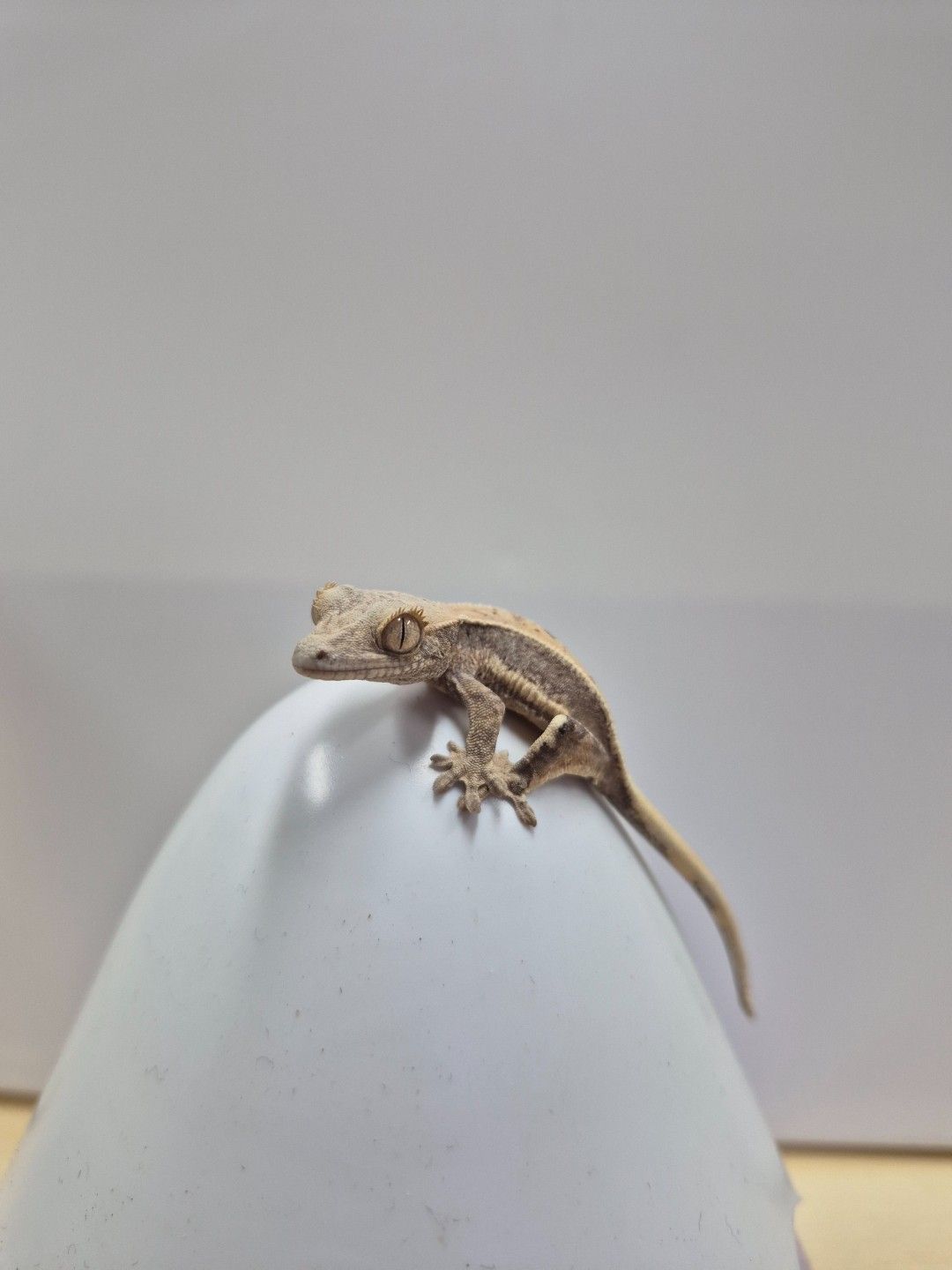 scaled_37692.jpg