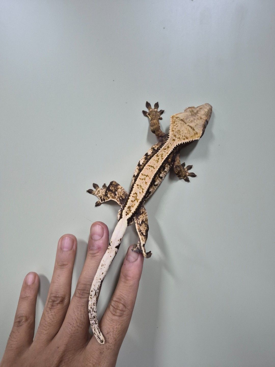 scaled_36803.jpg
